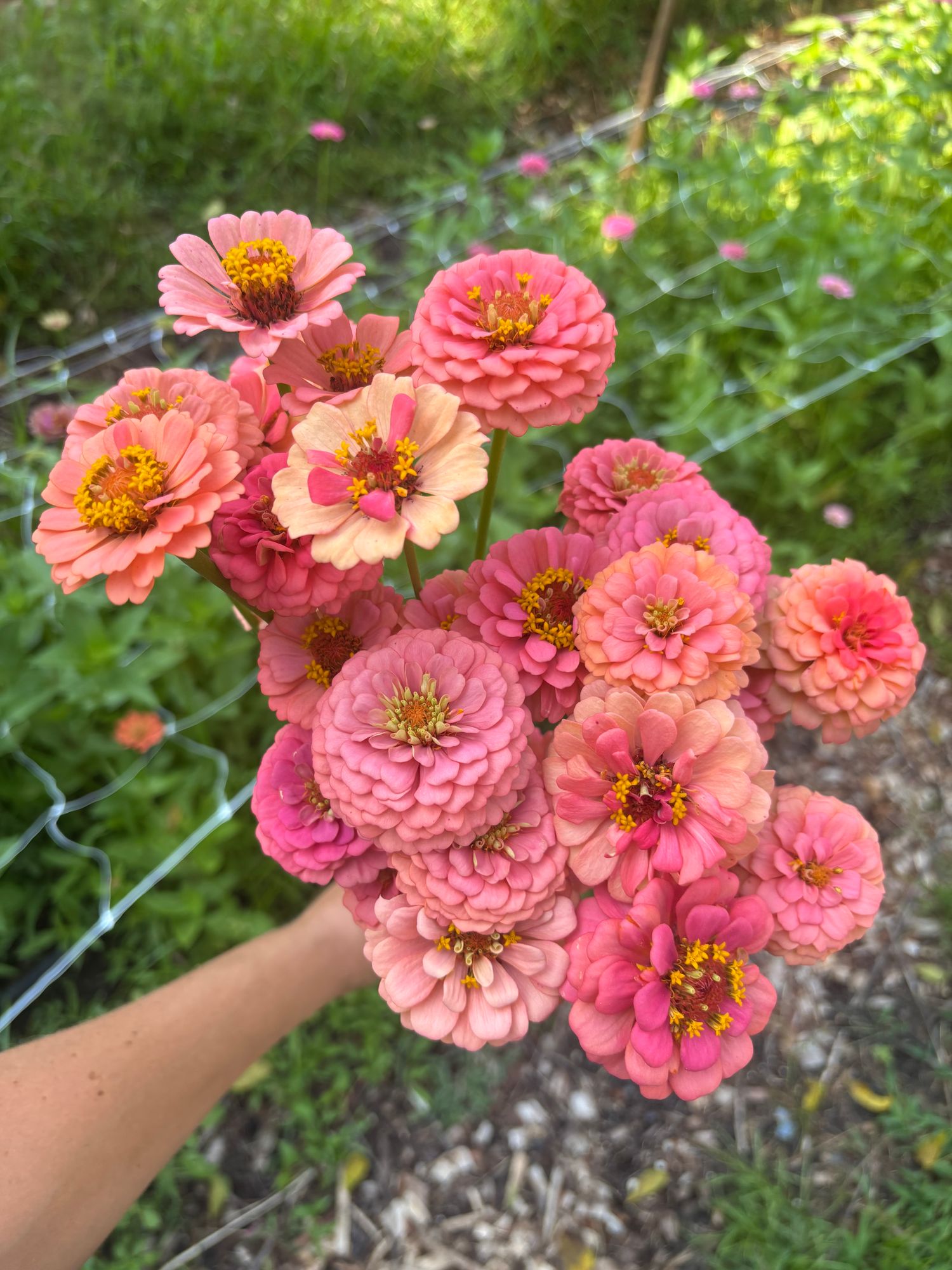 ZINNIA elegans Oklahoma Salmon