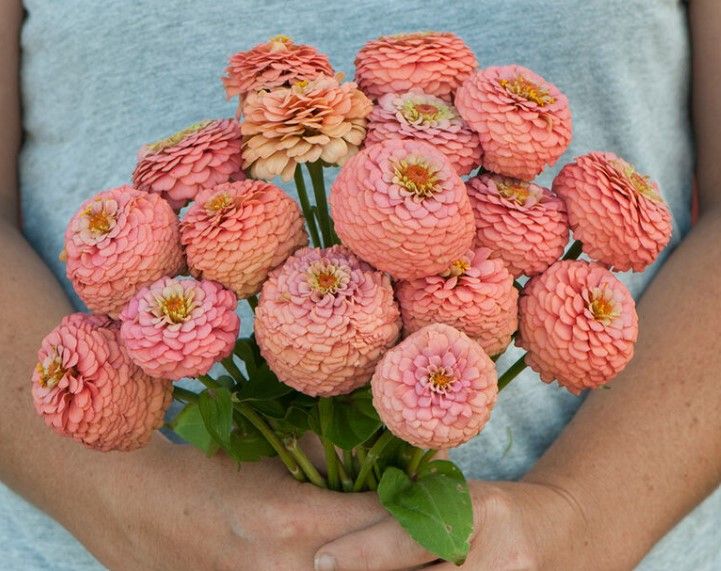 ZINNIA elegans Oklahoma Salmon