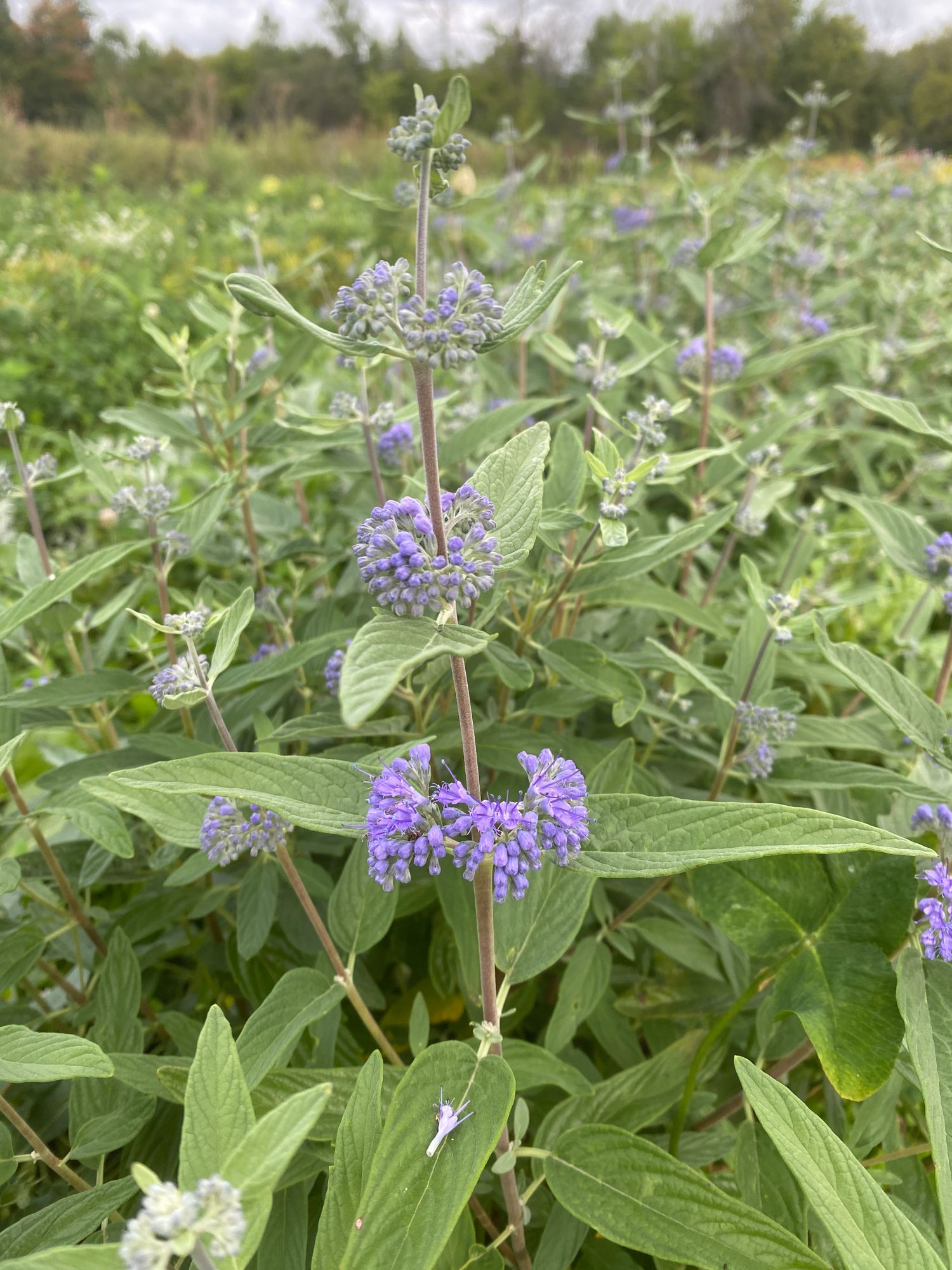 CARYOPTERIS x clandonensis Longwood Blue