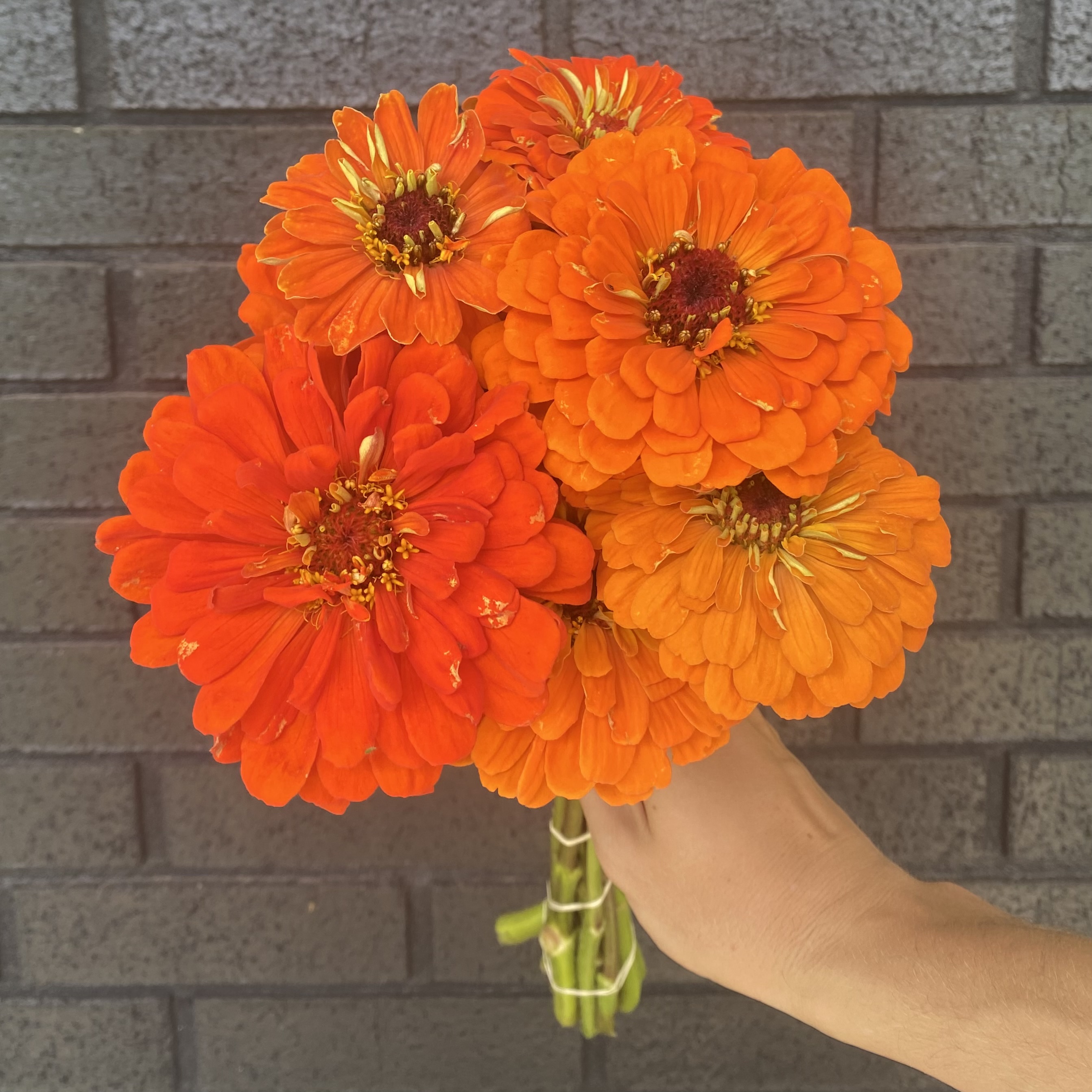 ZINNIA elegans Benary's Giant Orange