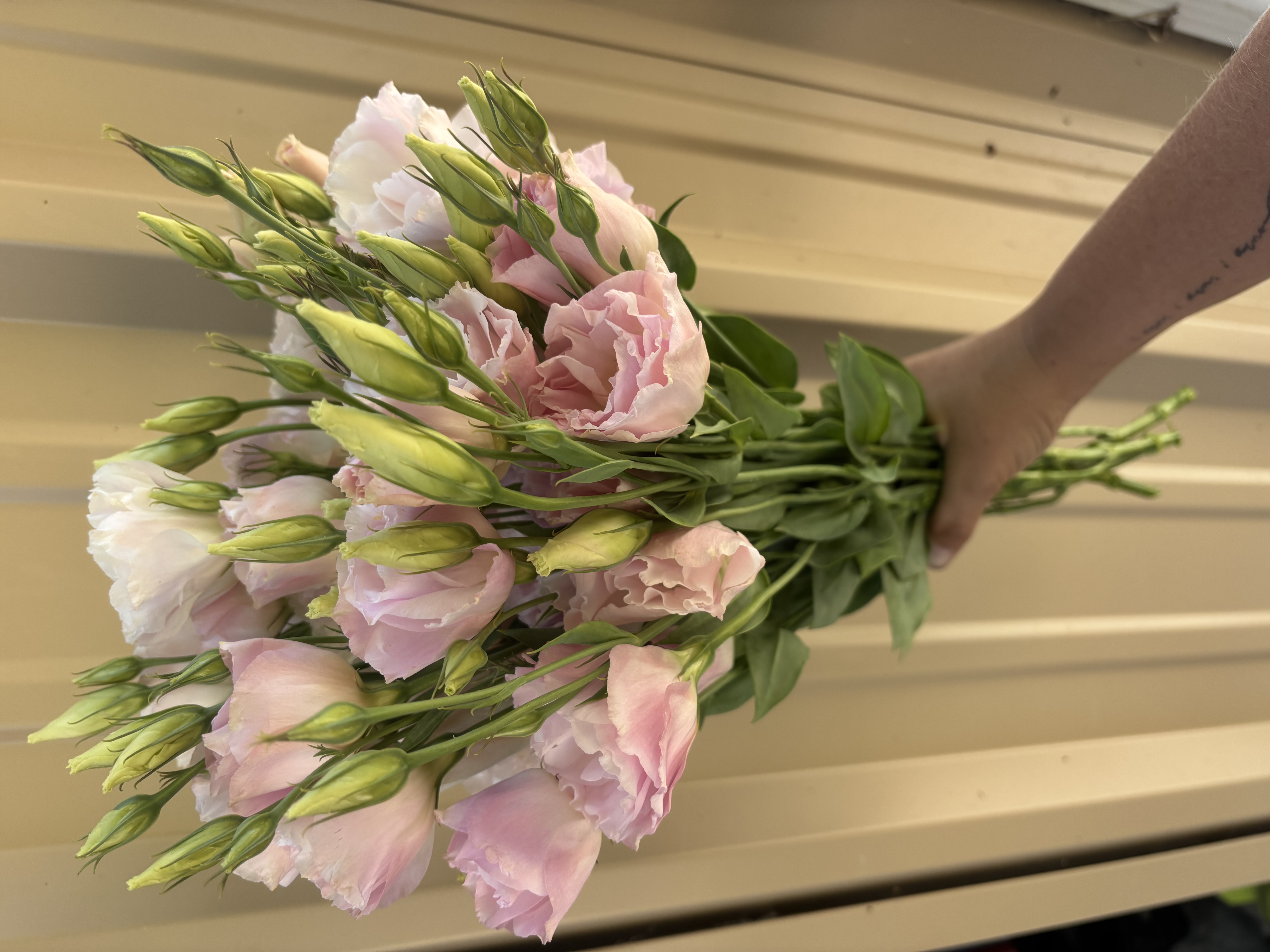 EUSTOMA grandiflorum Arena Light Pink