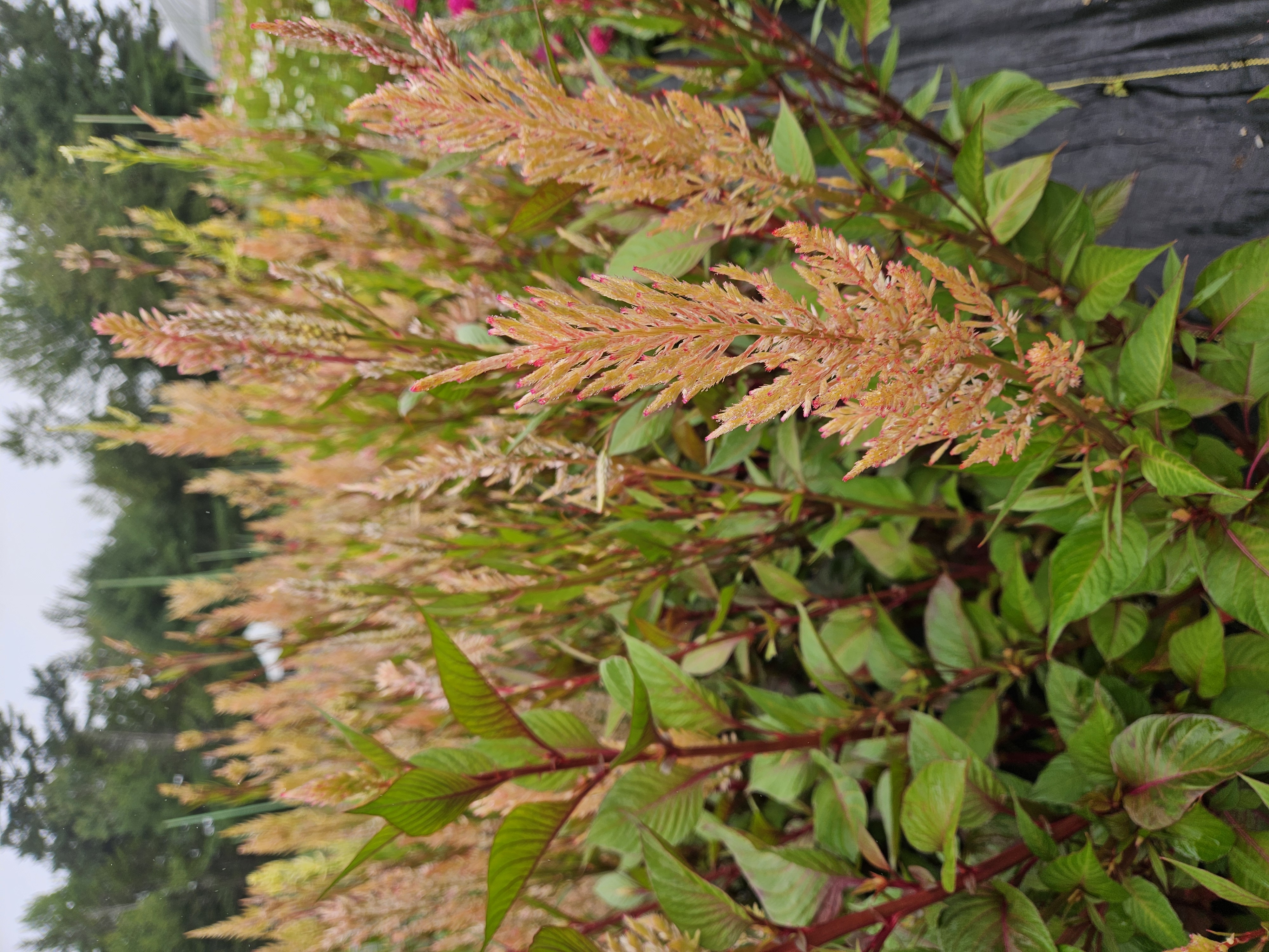 CELOSIA argentea var. plumosa Texas Plume Vintage Rose