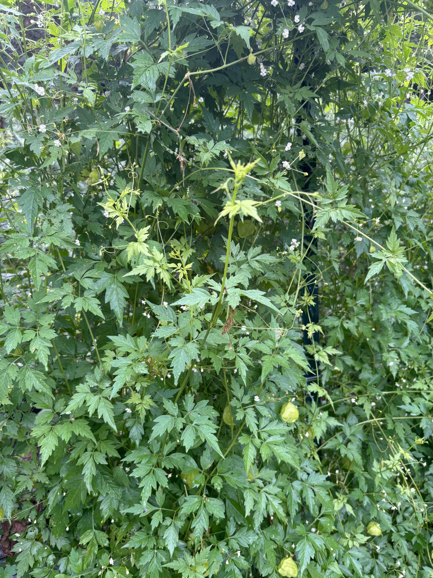 CARDIOSPERMUM halicacabum