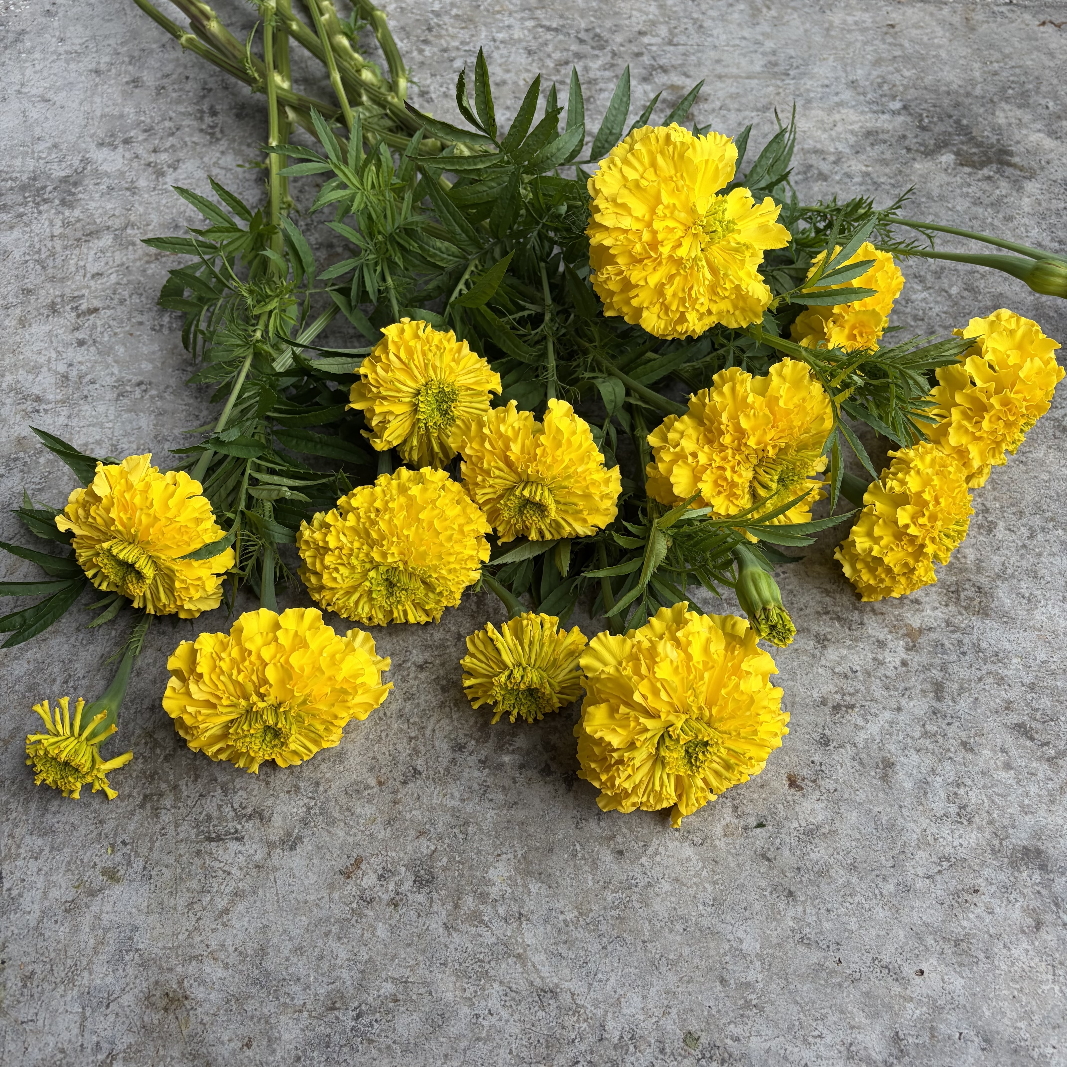 TAGETES erecta Phyllis