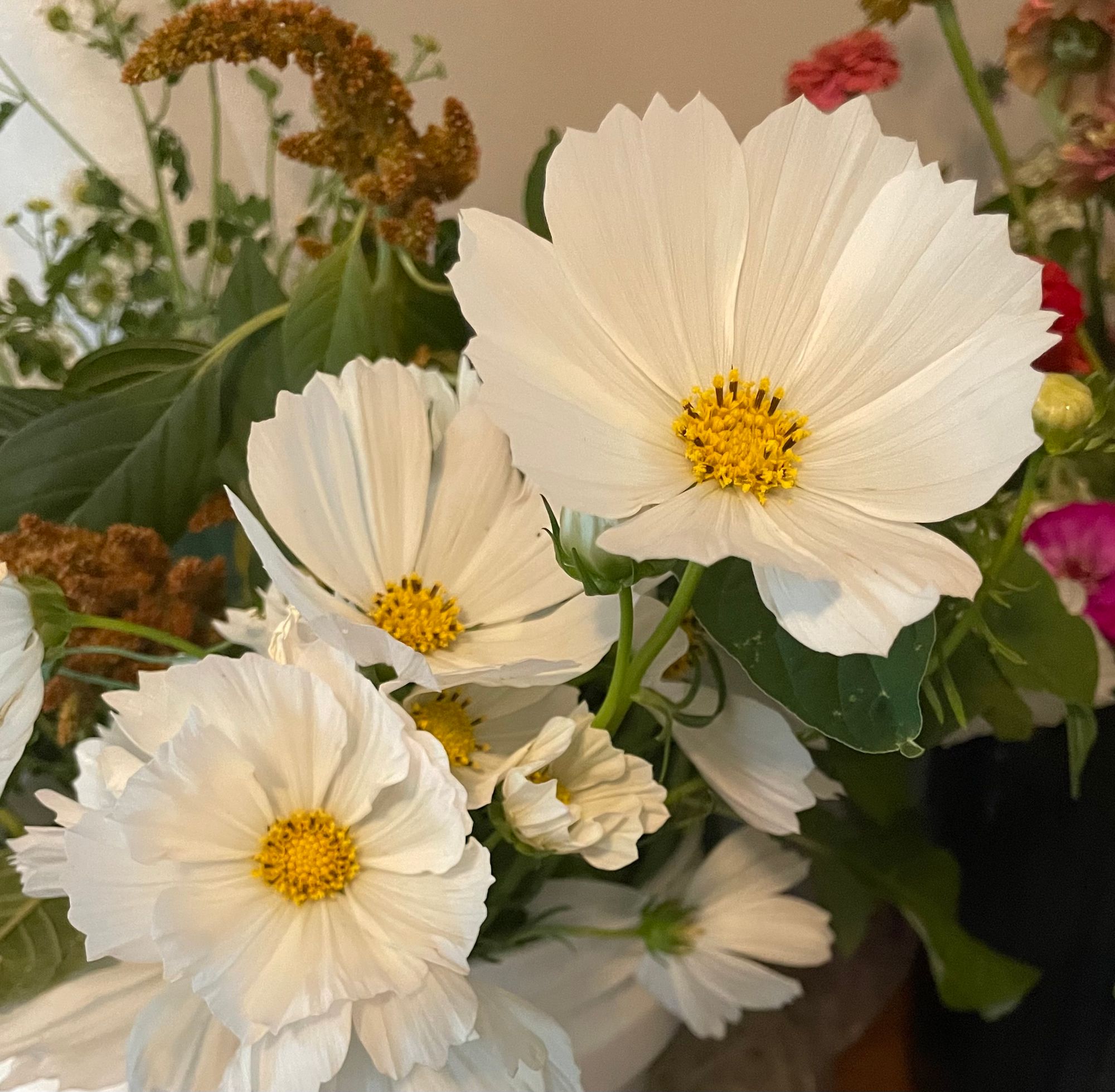 COSMOS bipinnatus Afternoon White