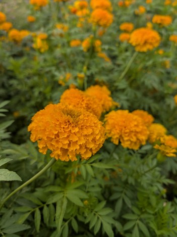 TAGETES erecta Garuda