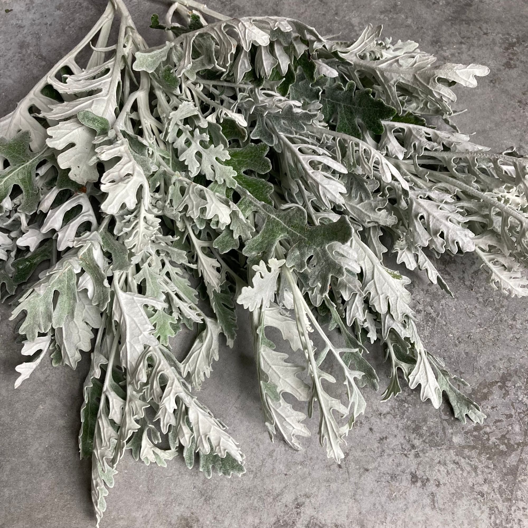 Dusty Miller 50-STEM BUCKET