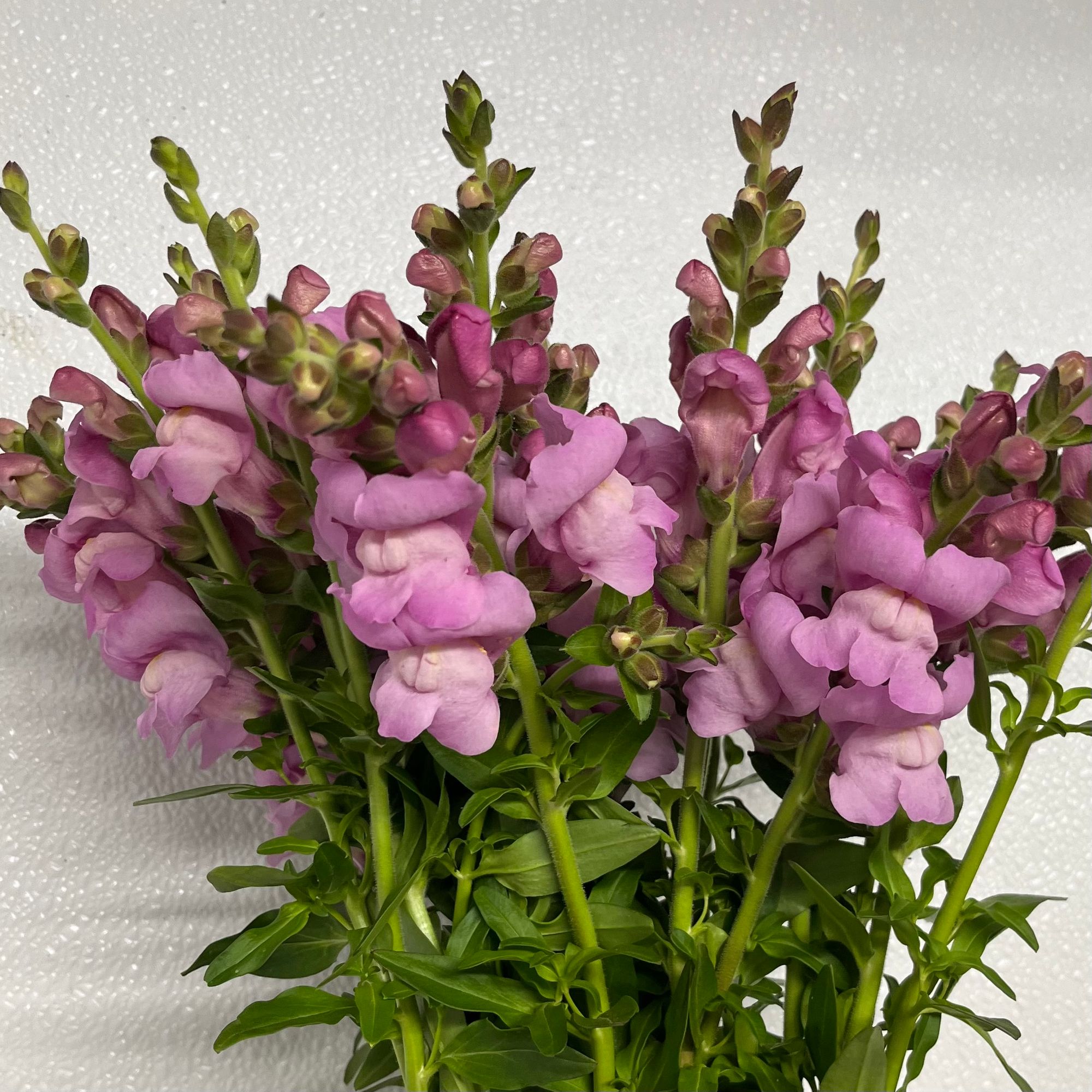 ANTIRRHINUM majus Maryland Lavender