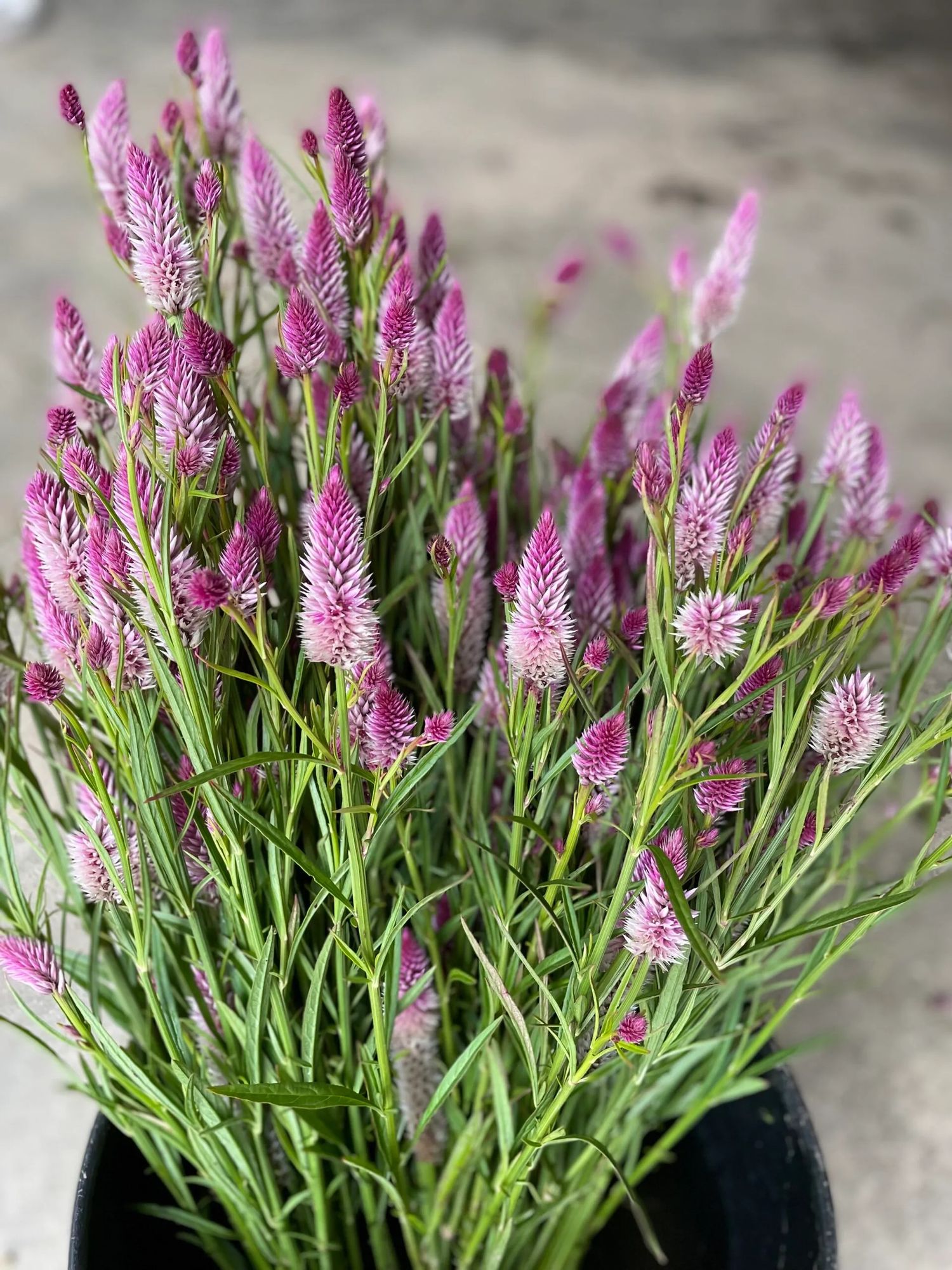 CELOSIA argentea spicata Flamingo Feather