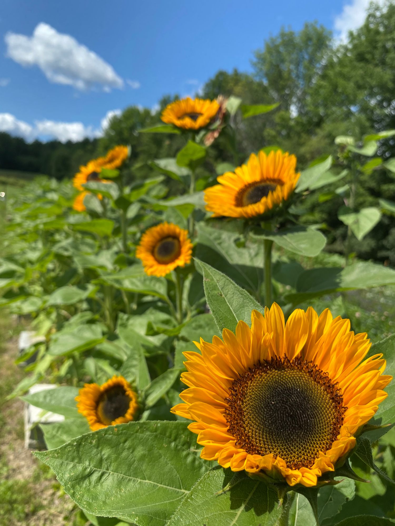 HELIANTHUS Sunrich Summer Provence