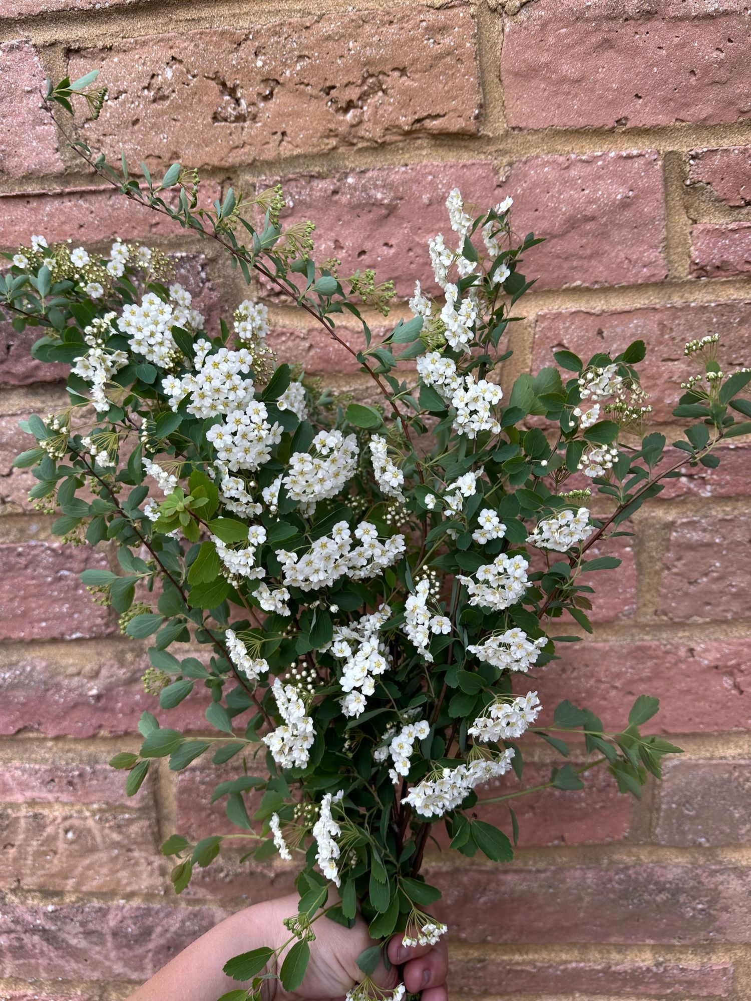 SPIRAEA prunifolia