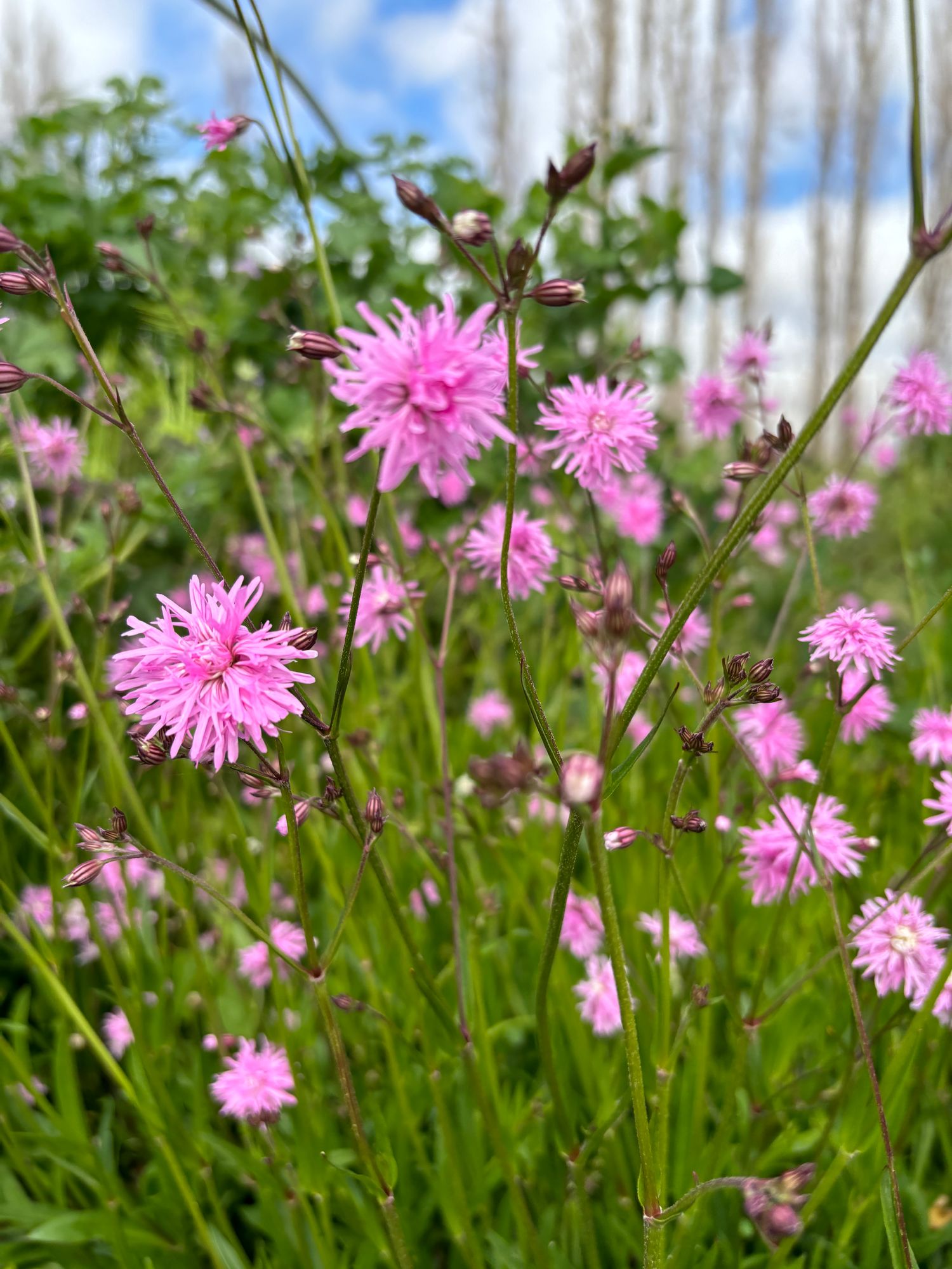 LYCHNIS flos-cuculi Petite Jenny
