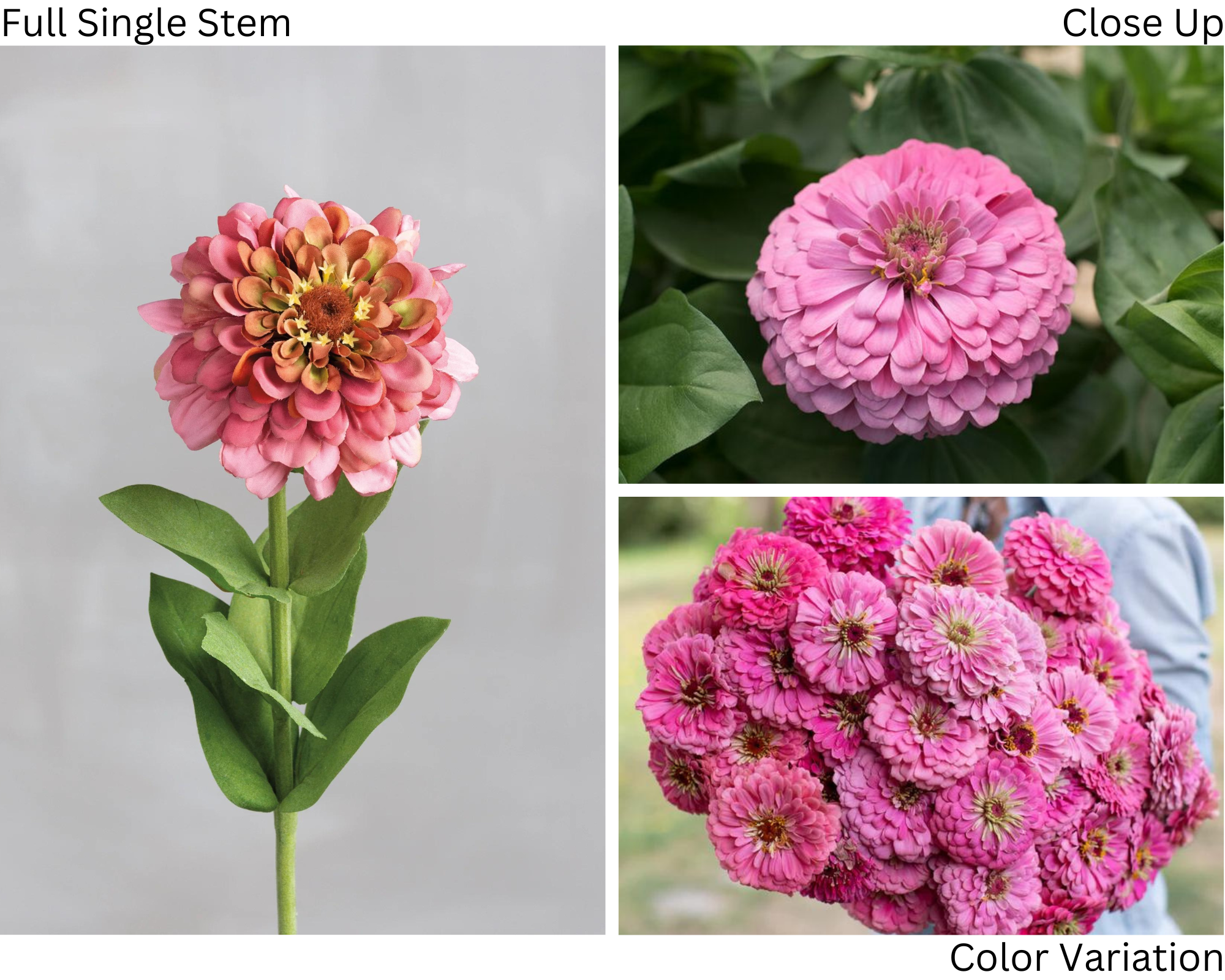 ZINNIA elegans Benarys Giant