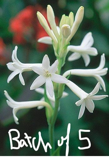 POLIANTHES tuberosa