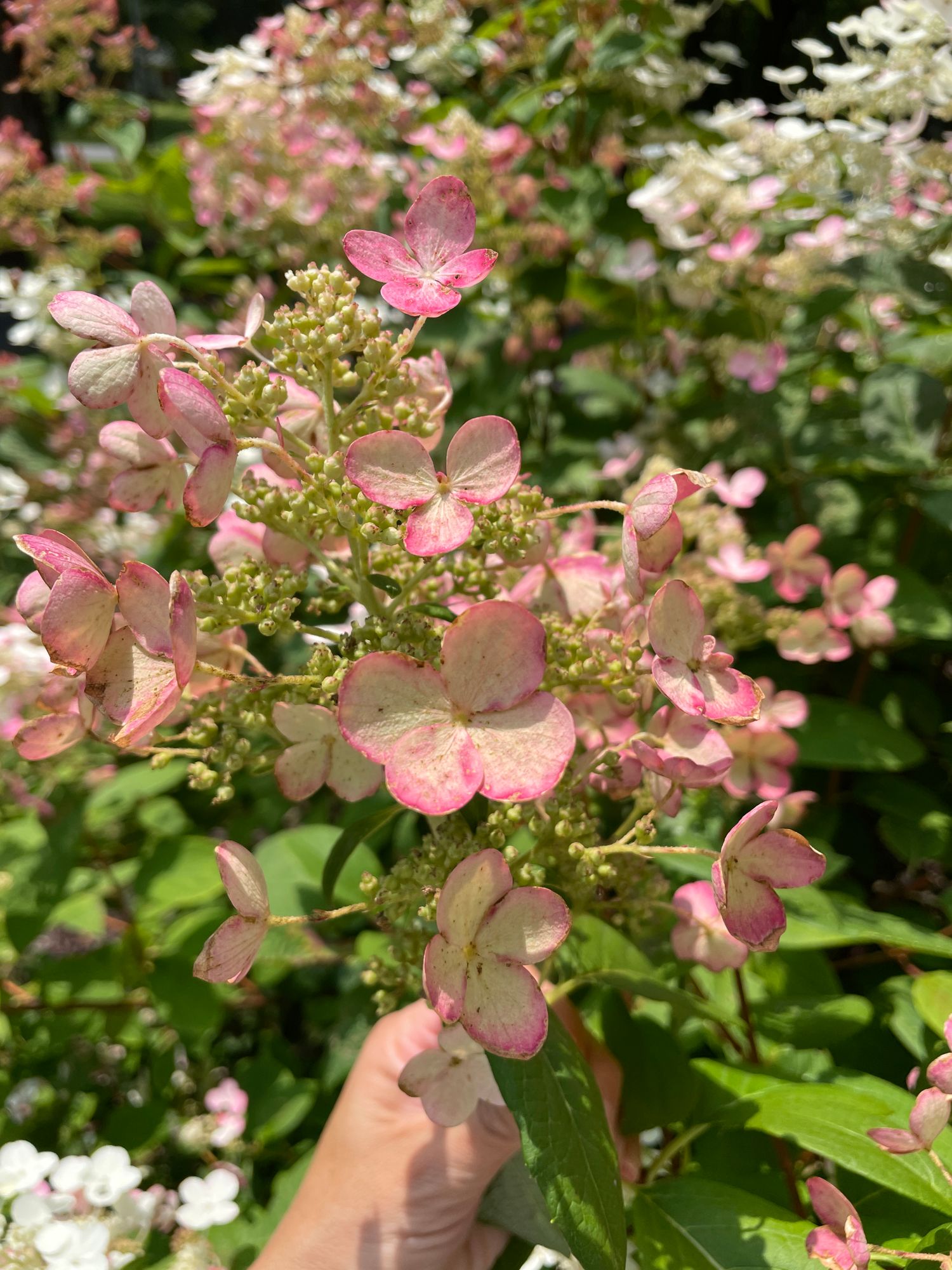 HYDRANGEA paniculata