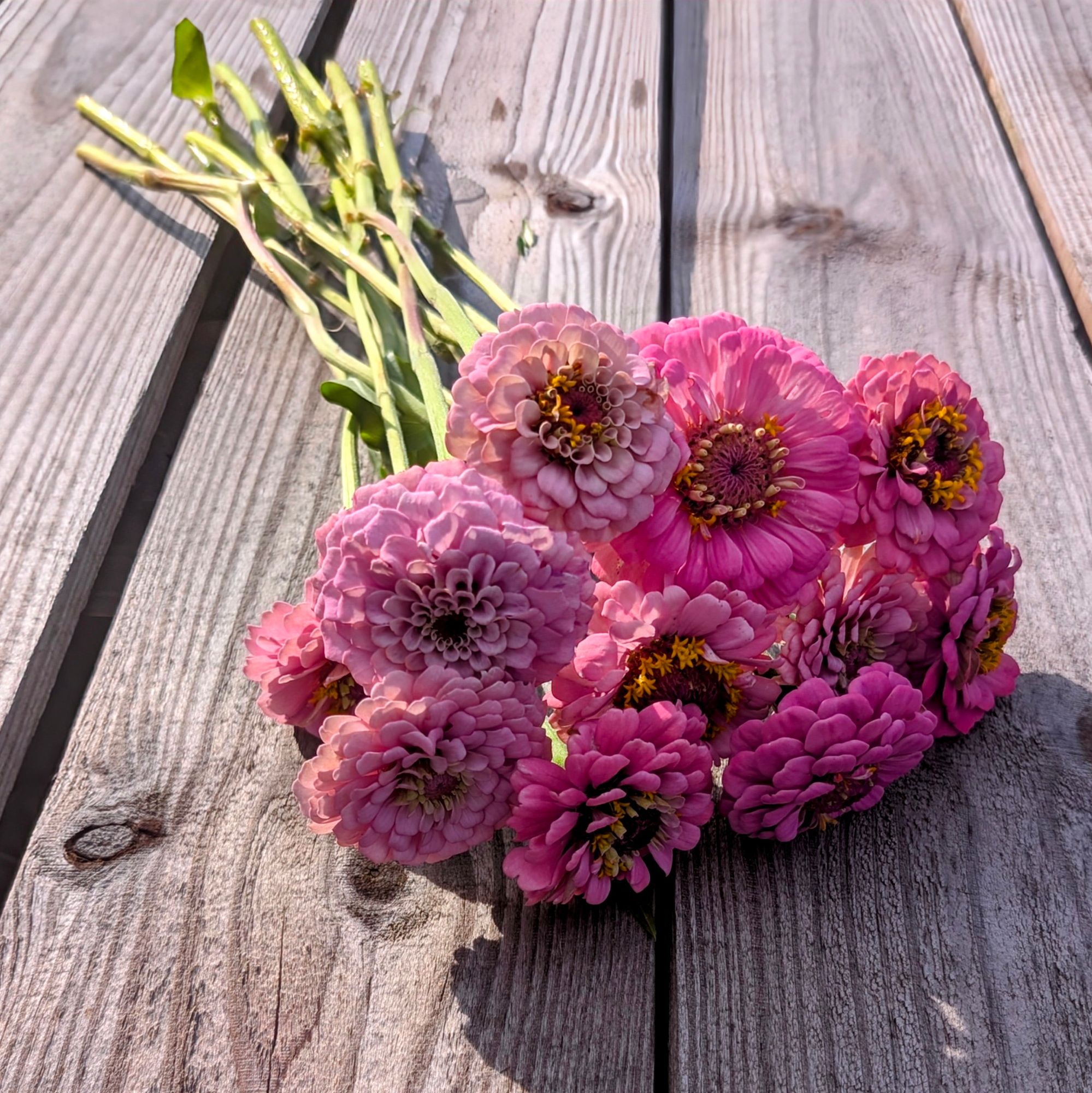 ZINNIA elegans Oklahoma Series