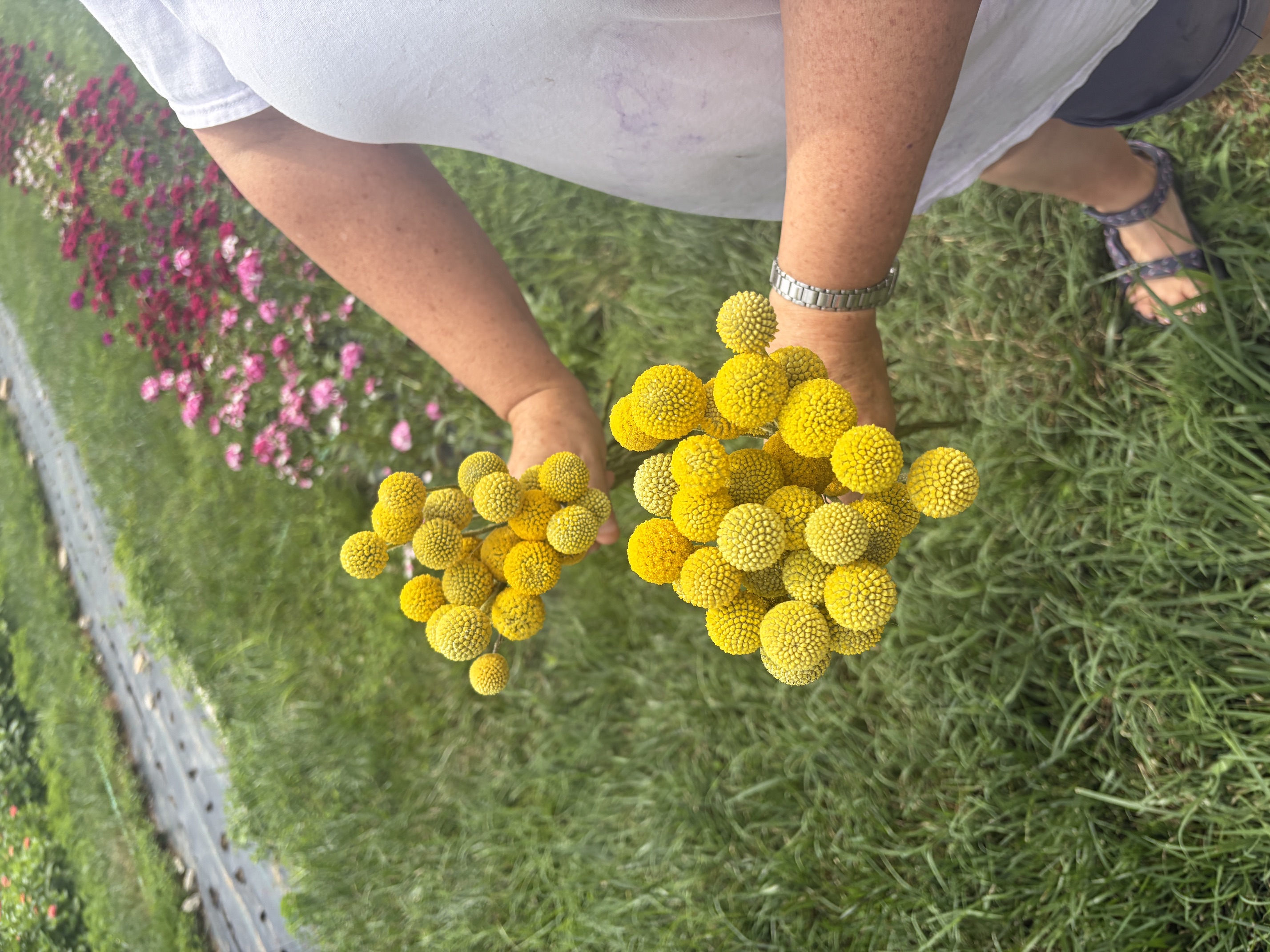 CRASPEDIA globosa Sun Ball