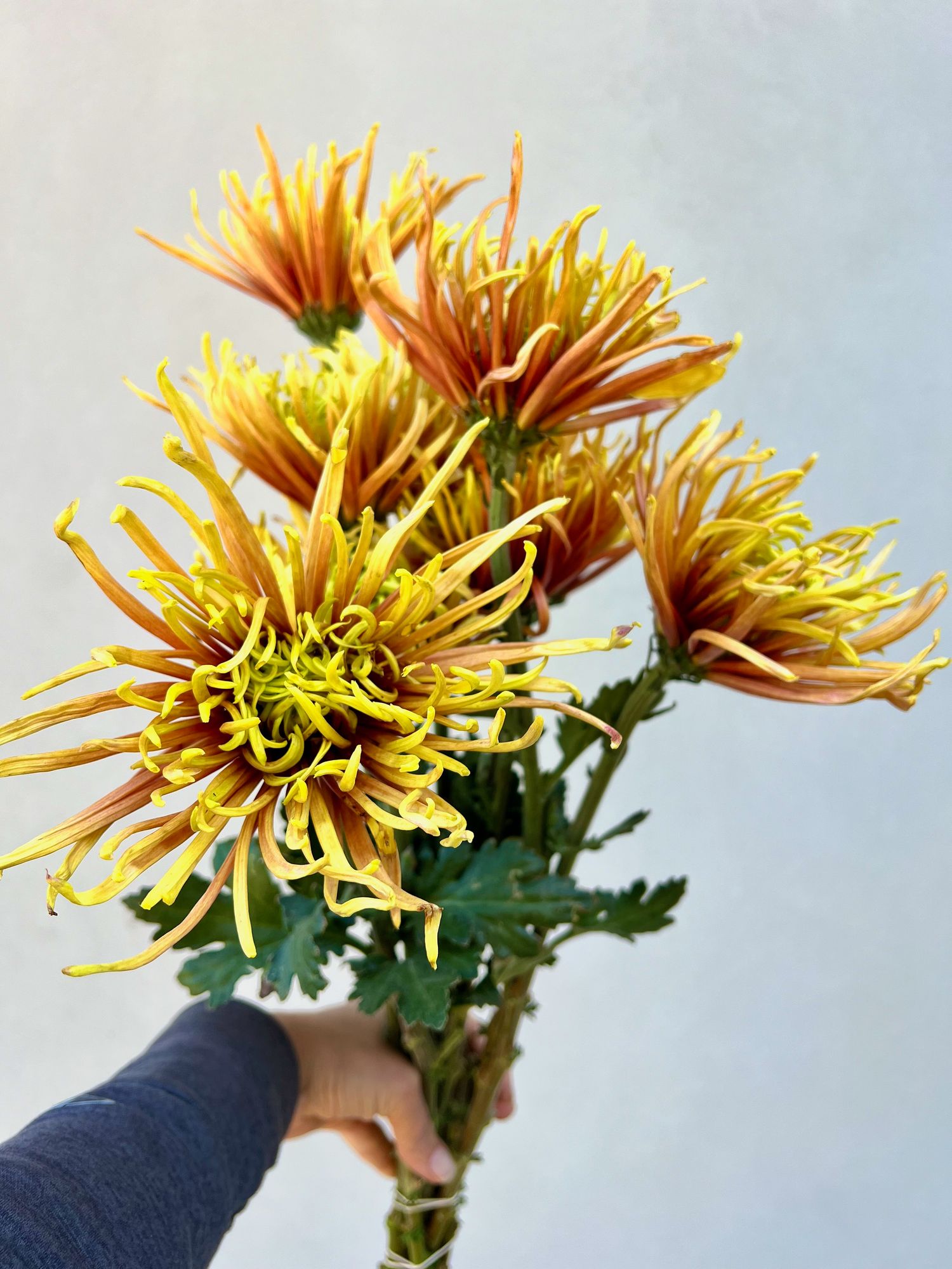 CHRYSANTHEMUM x Saffina