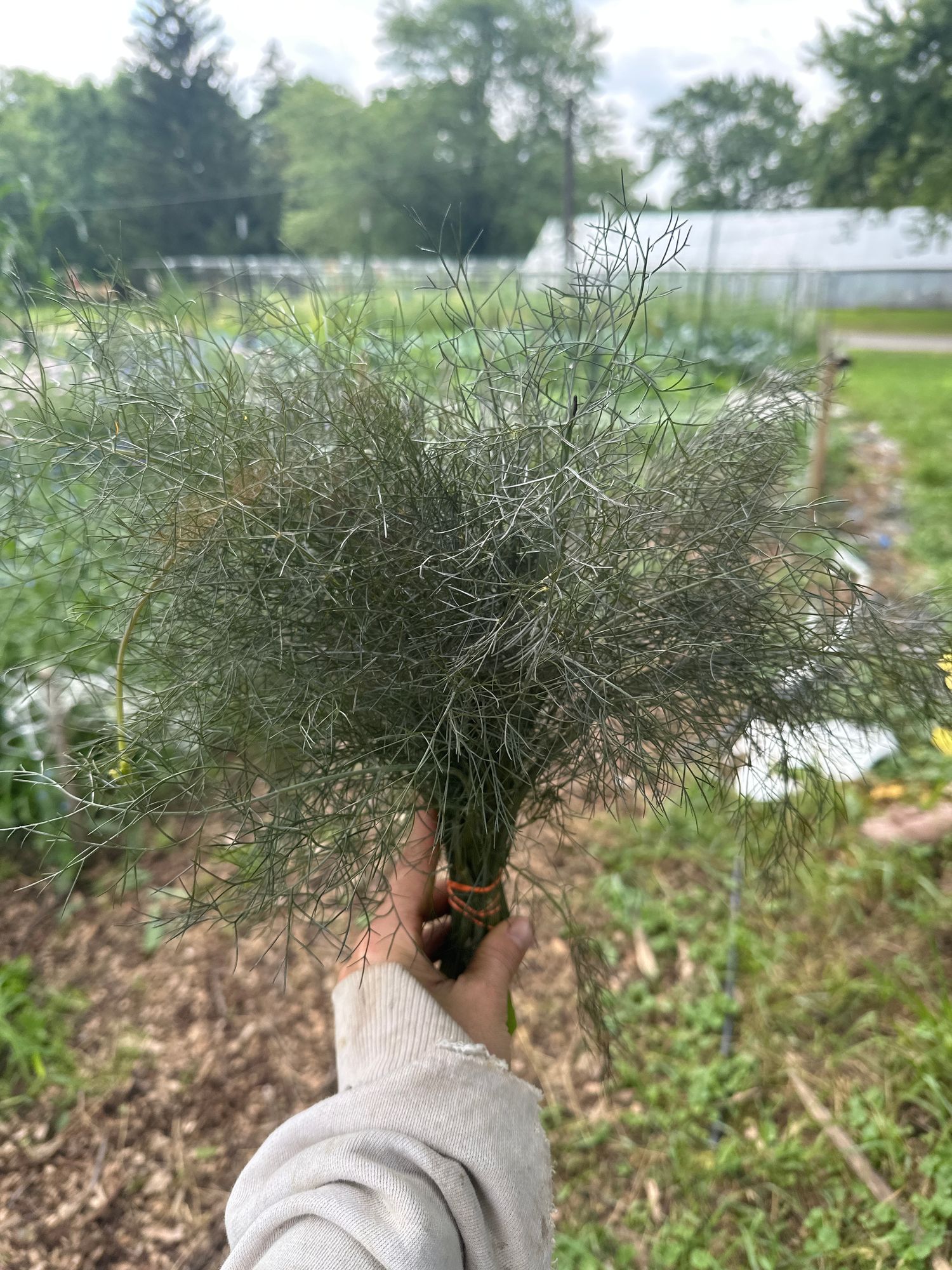 FOENICULUM vulgare