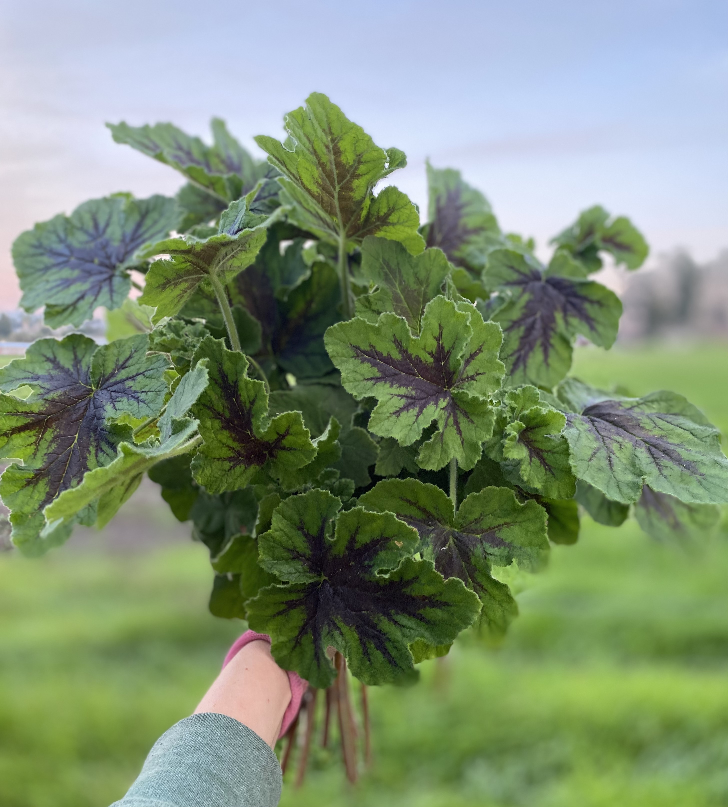 PELARGONIUM capitatum