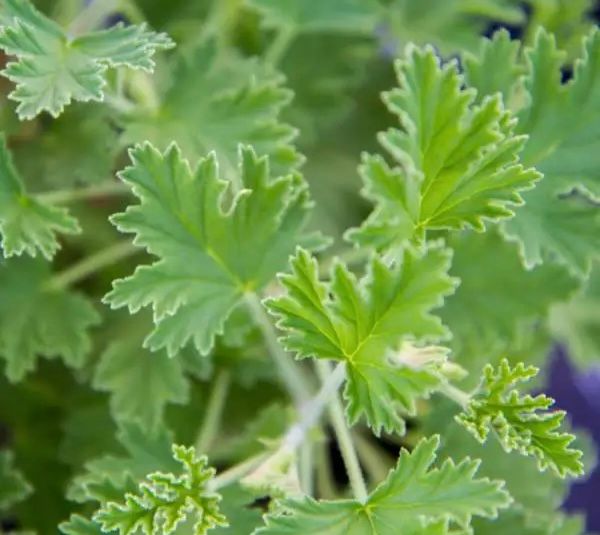 PELARGONIUM graveolens