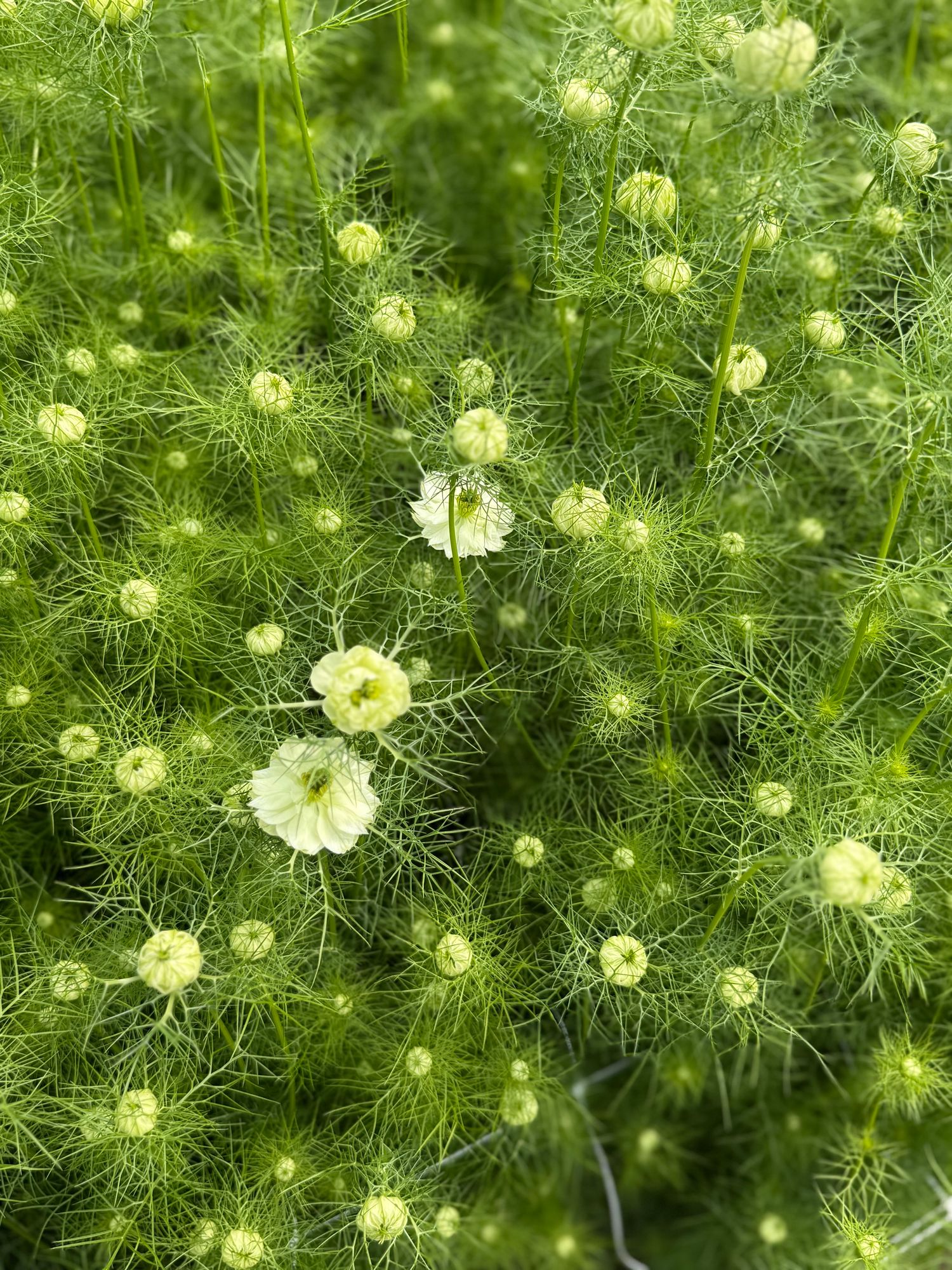 NIGELLA damascena Albion Marbles