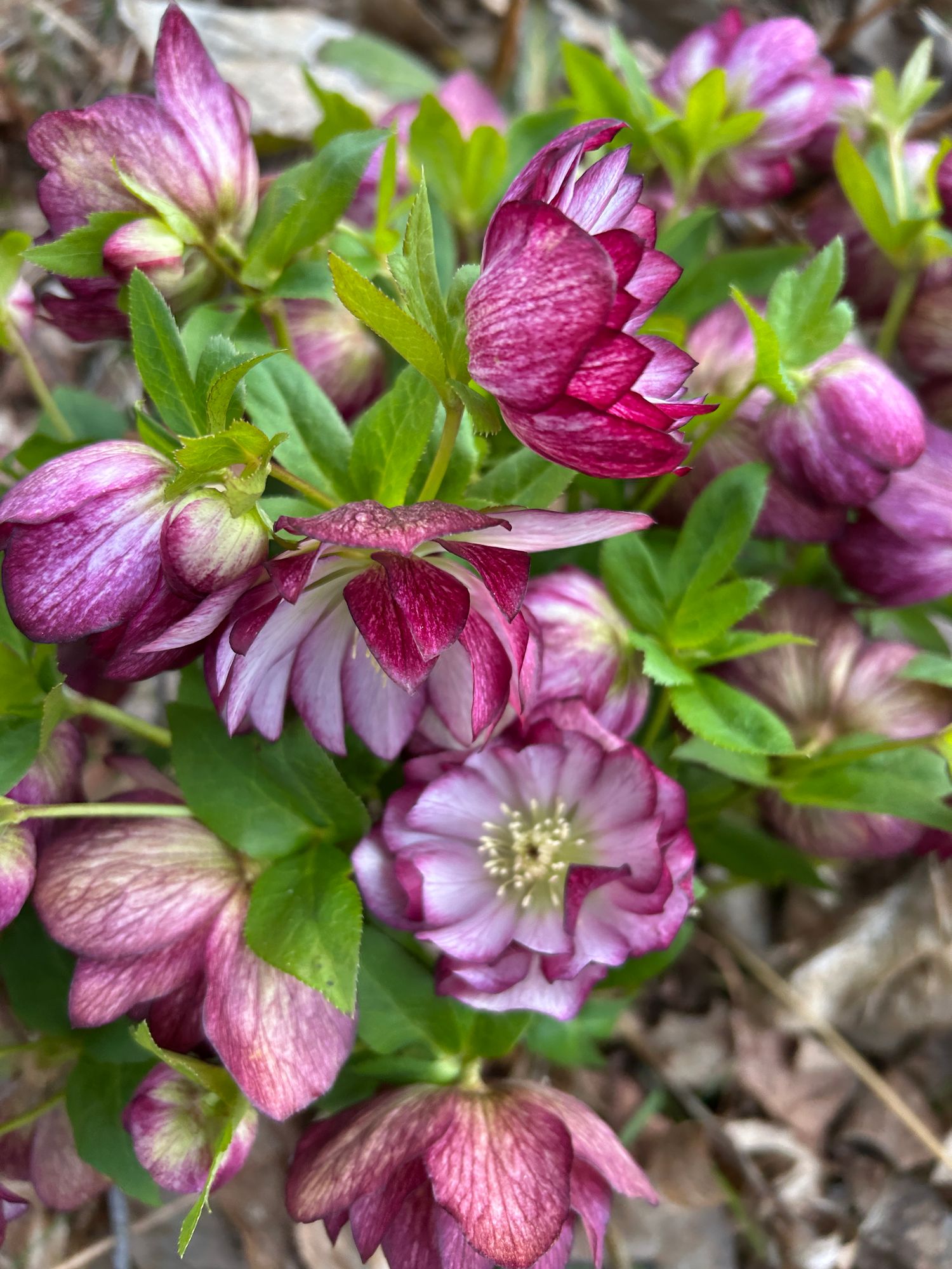 HELLEBORUS foetidus