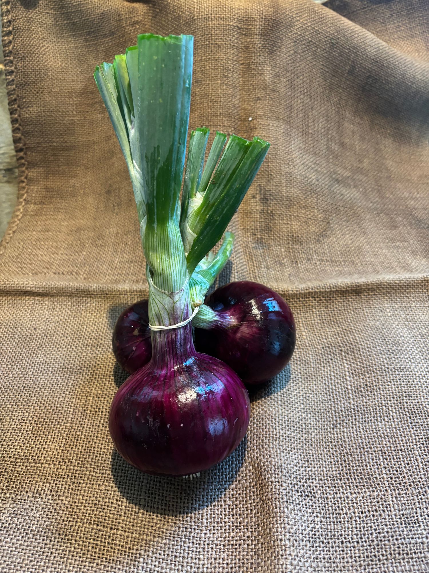 Onion, Fresh Red
