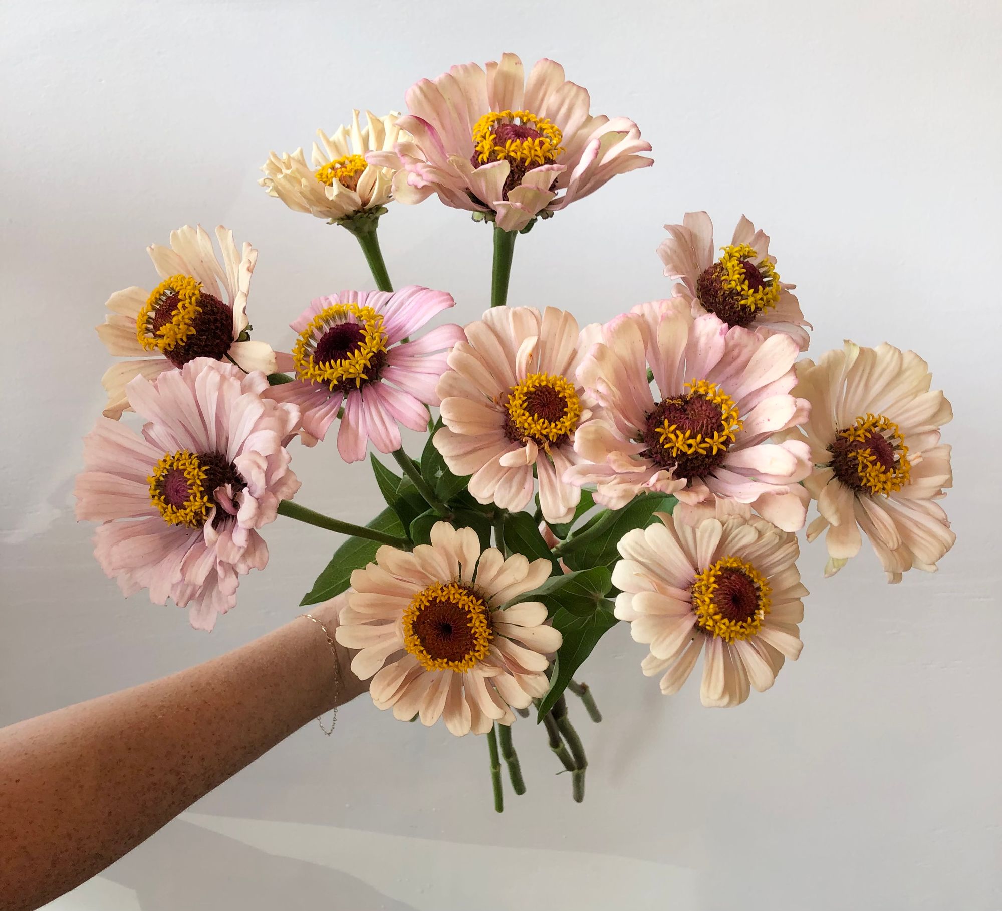 ZINNIA
