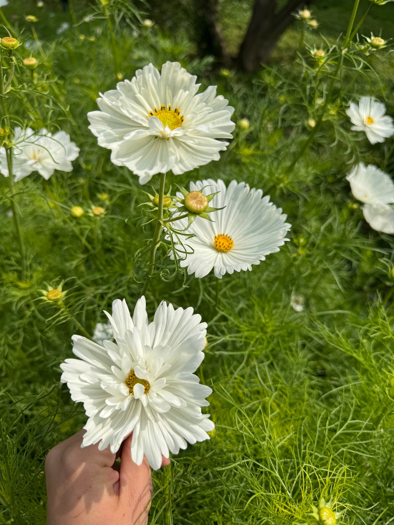COSMOS bipinnatus Fizzy White
