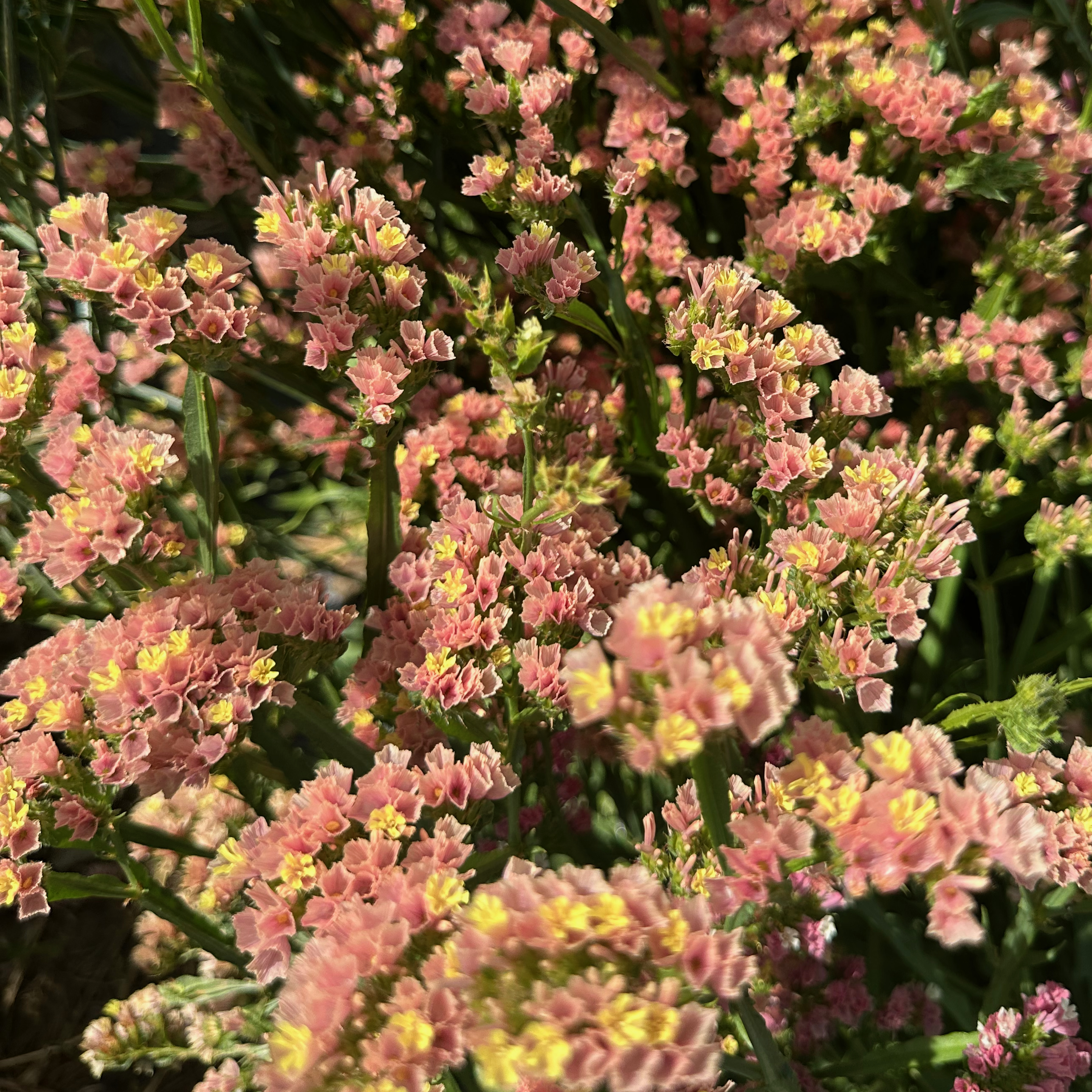 LIMONIUM sinuatum QIS Apricot