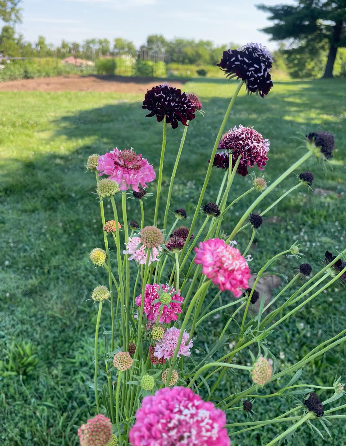 SCABIOSA atropurpurea Salmon Rose