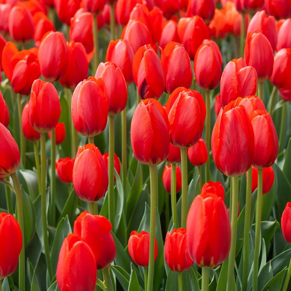 TULIPA