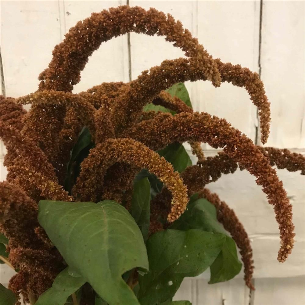 AMARANTHUS cruentus Hot Biscuits