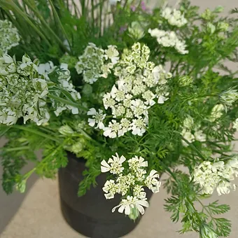ORLAYA grandiflora