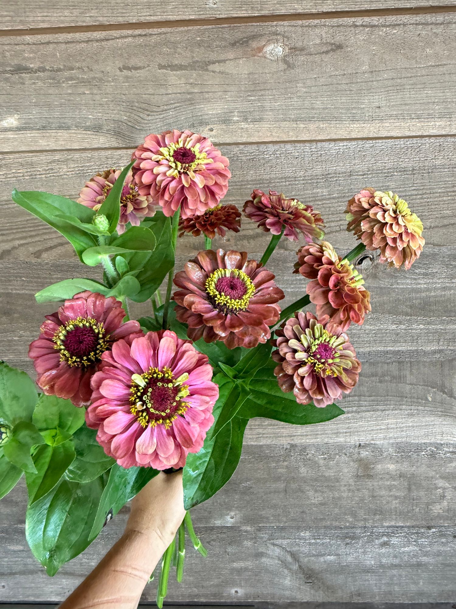 ZINNIA elegans Queeny Lime Red