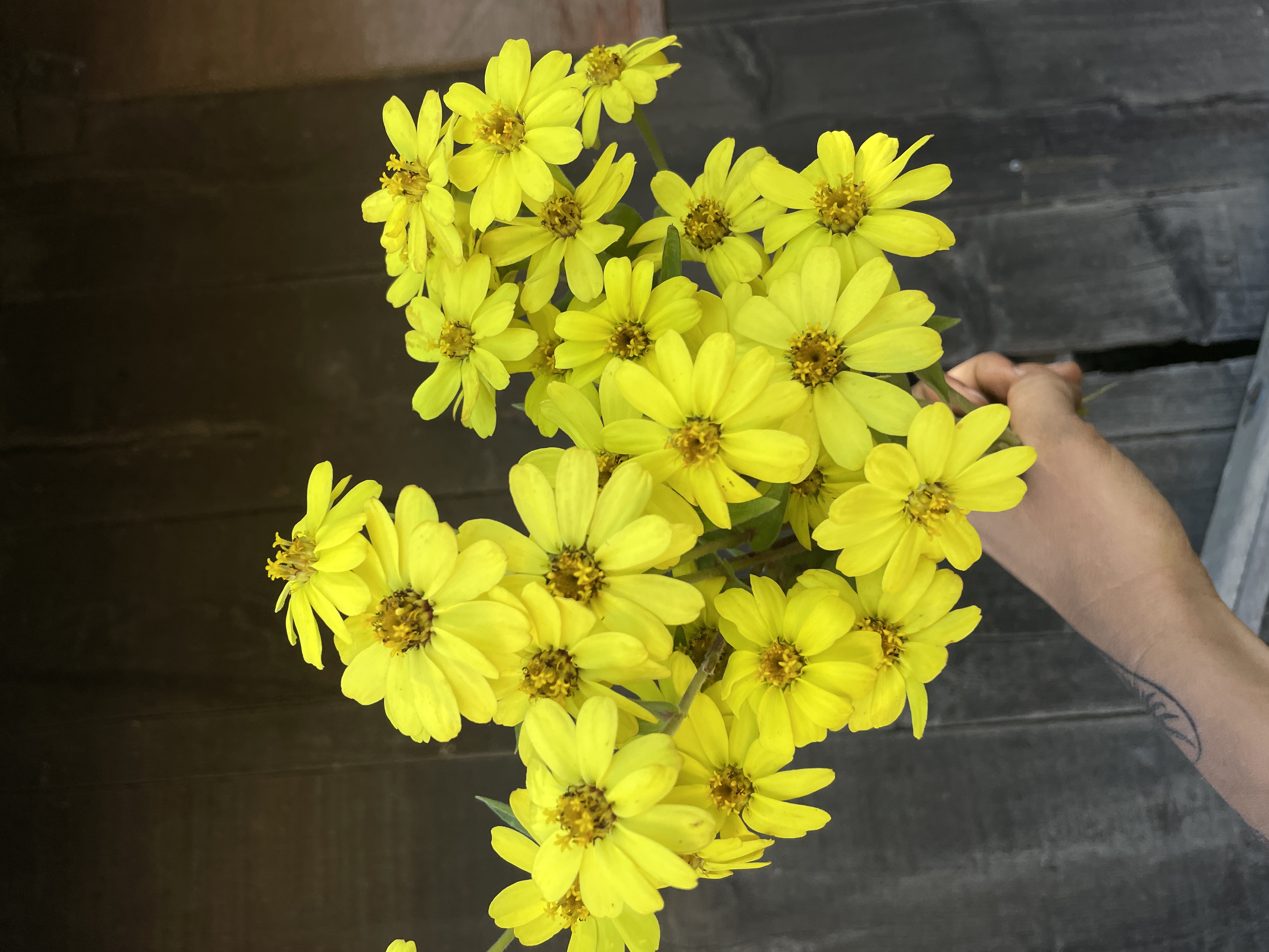 ZINNIA x Profusion Lemon