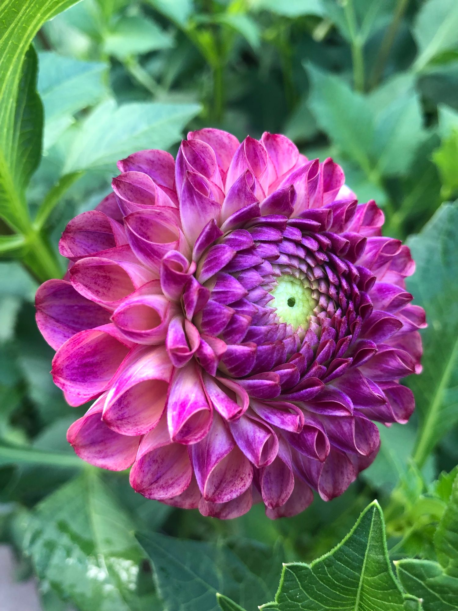 DAHLIA Caitlins Joy