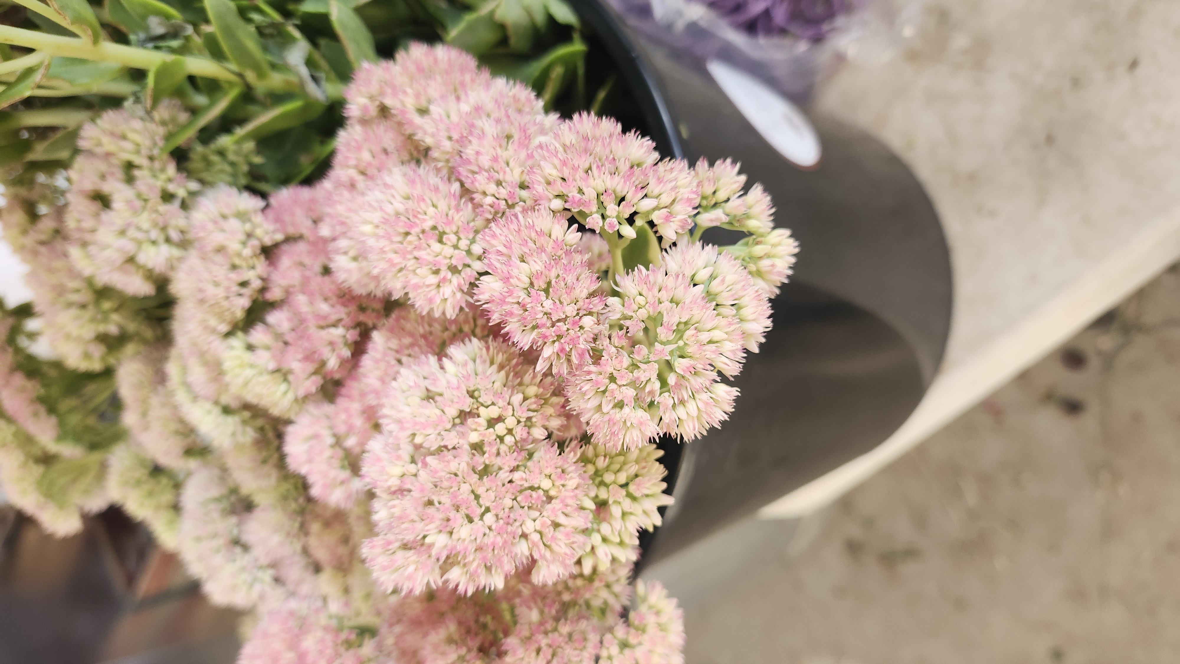 SEDUM montanum