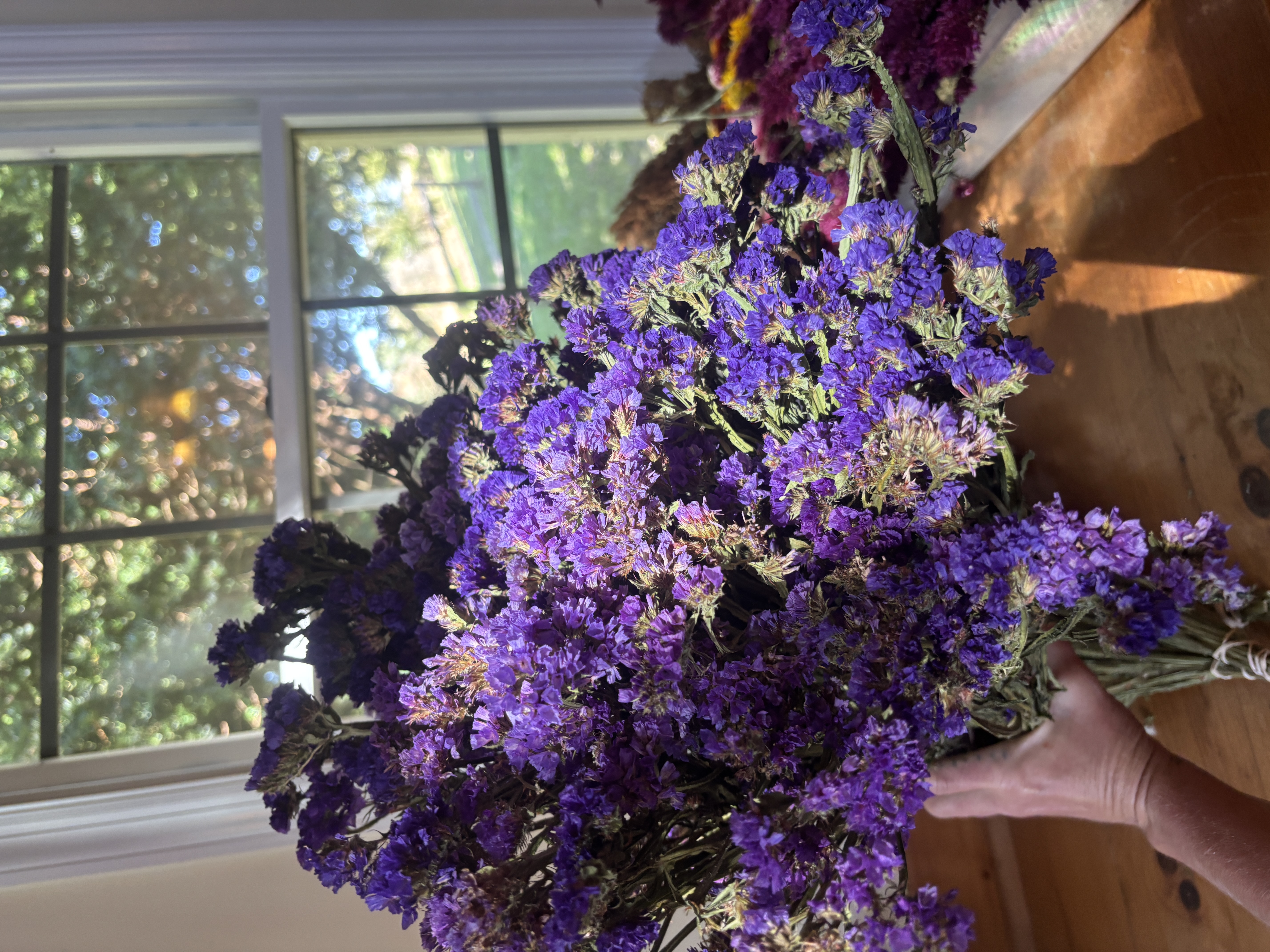 LIMONIUM sinuatum Seeker