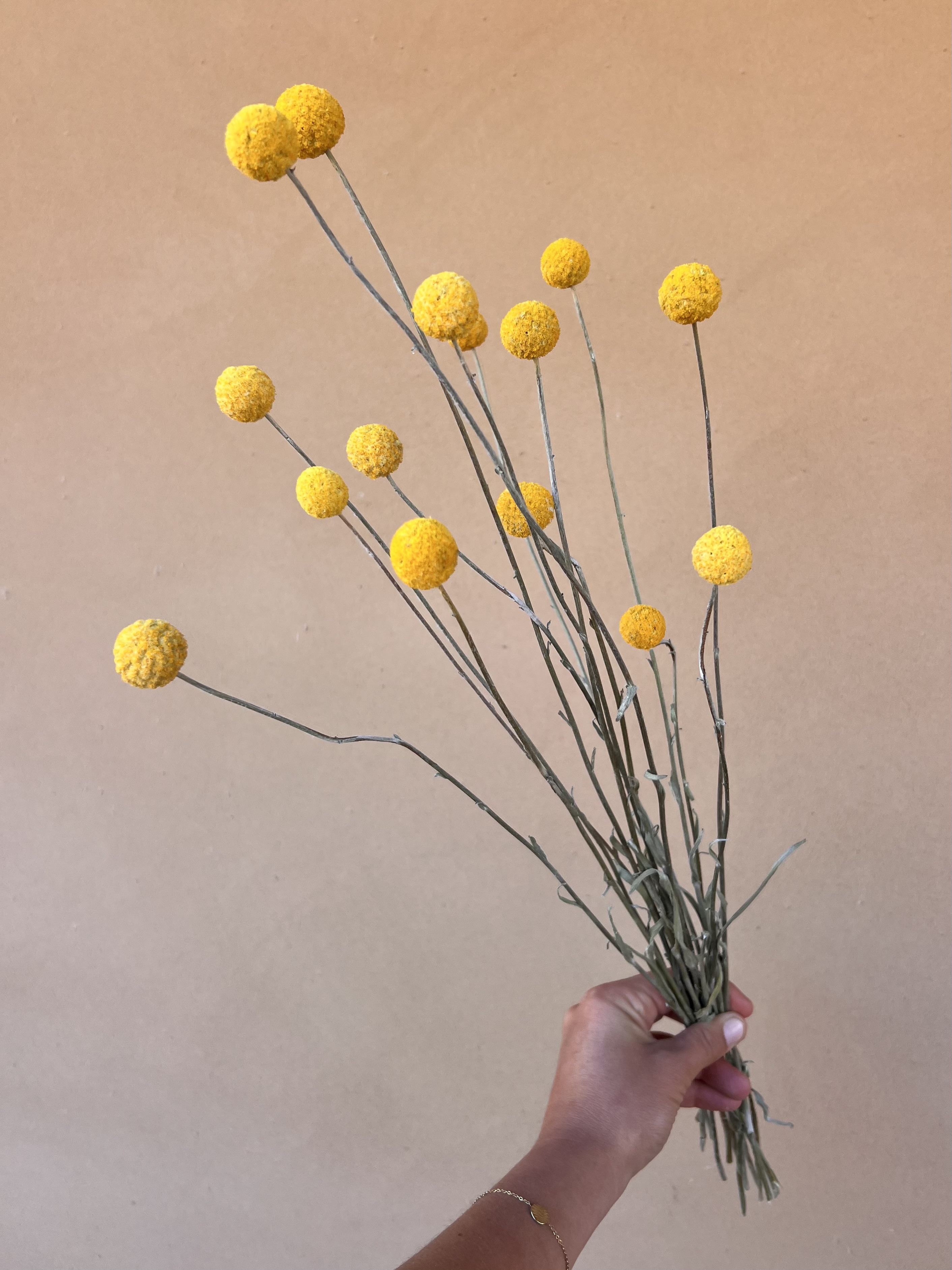 CRASPEDIA globosa Sun Ball