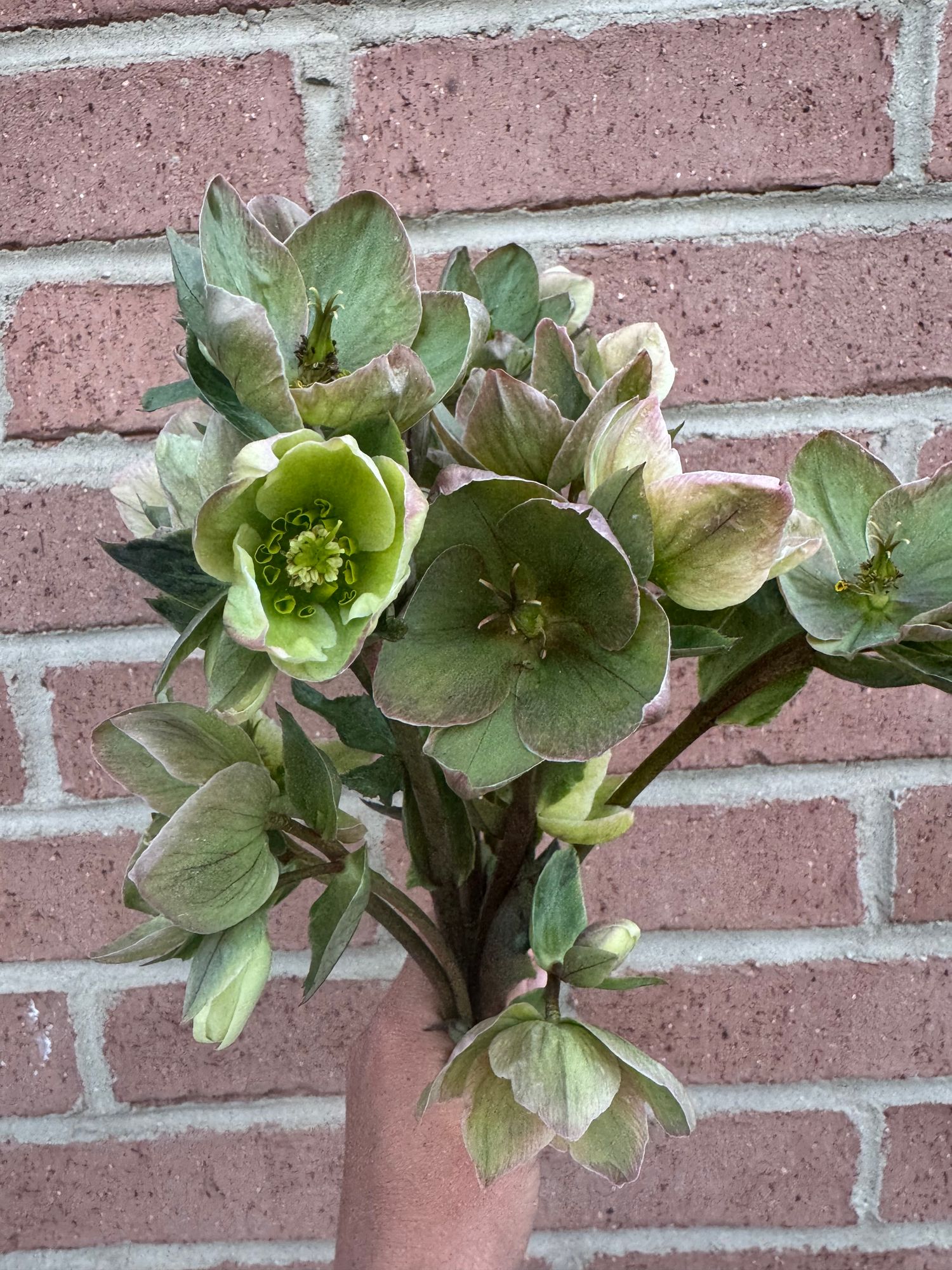HELLEBORUS argutifolius
