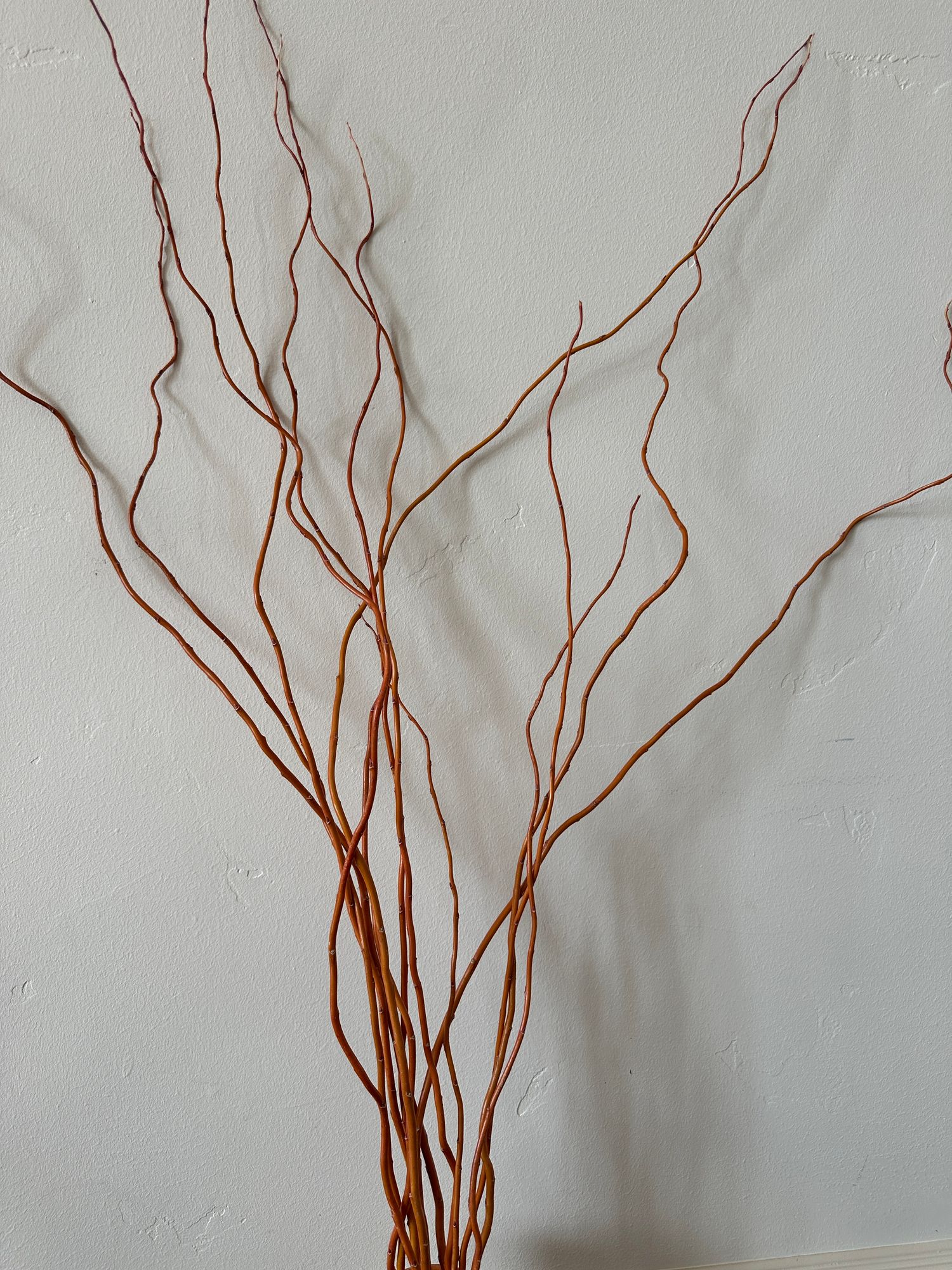 SALIX x Golden Curls