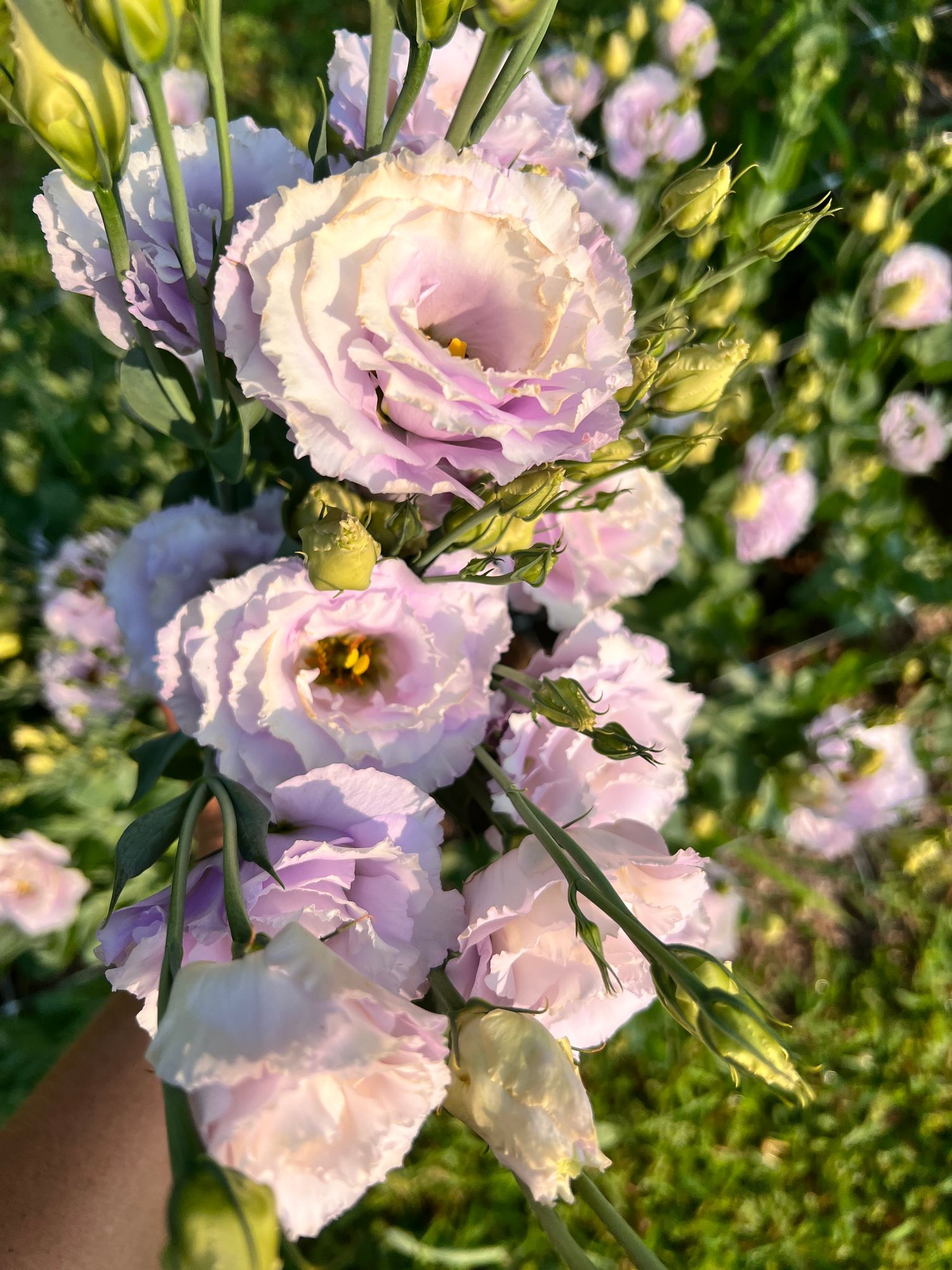 EUSTOMA grandiflorum Voyage