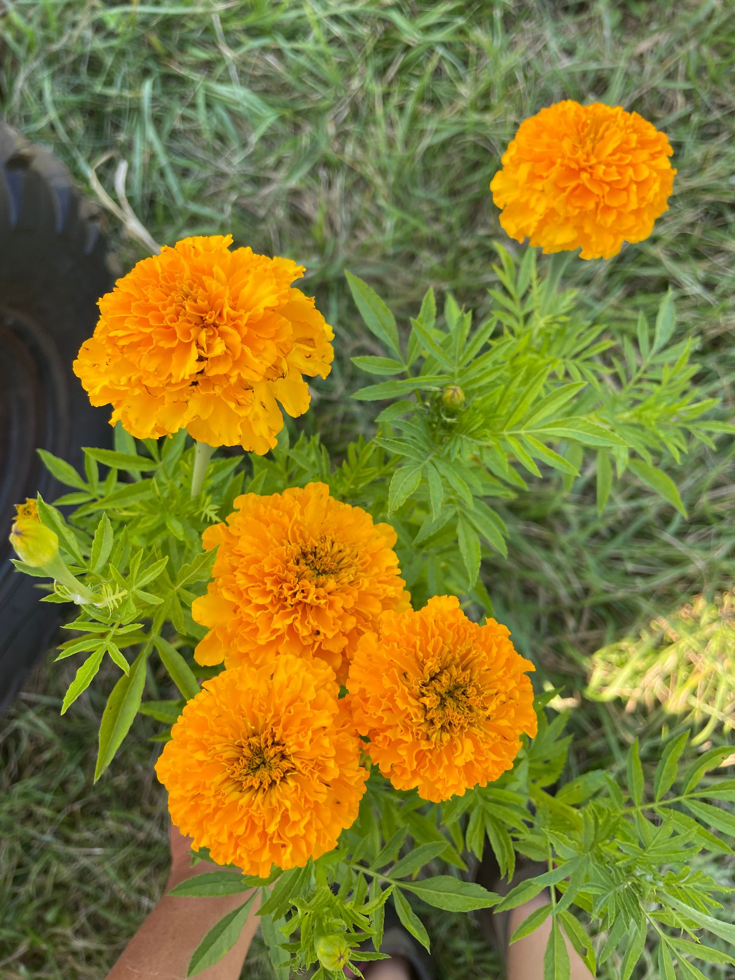TAGETES erecta