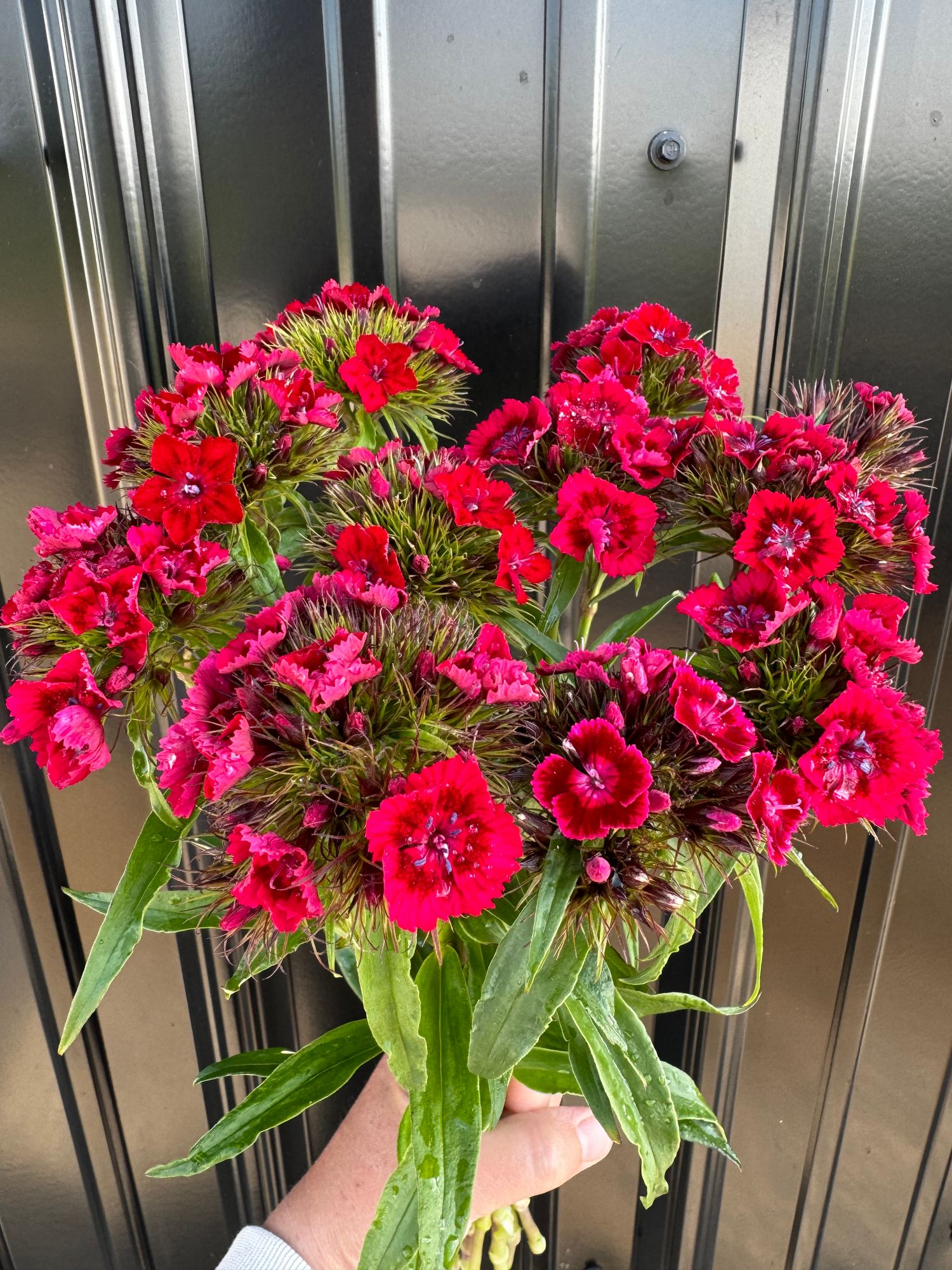 DIANTHUS barbatus
