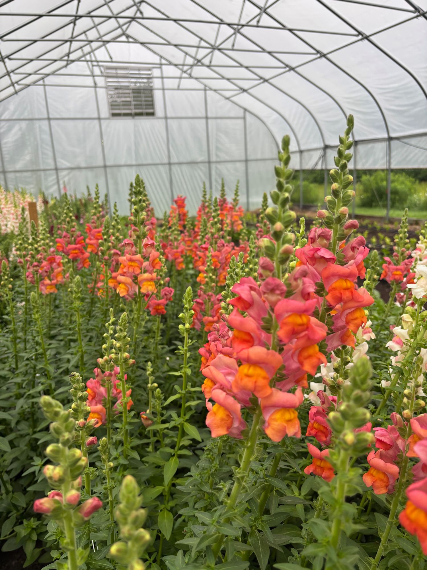 ANTIRRHINUM majus Potomac