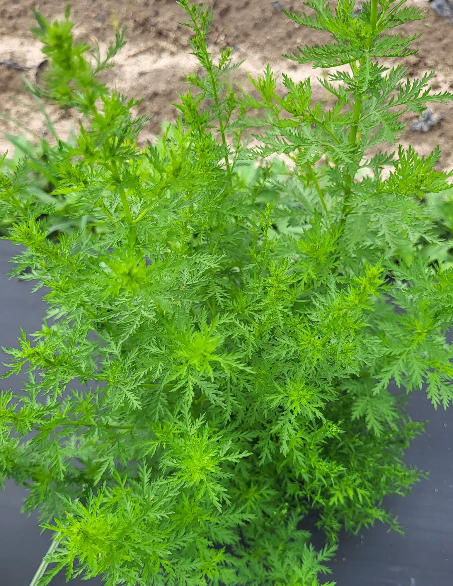 ARTEMISIA annua