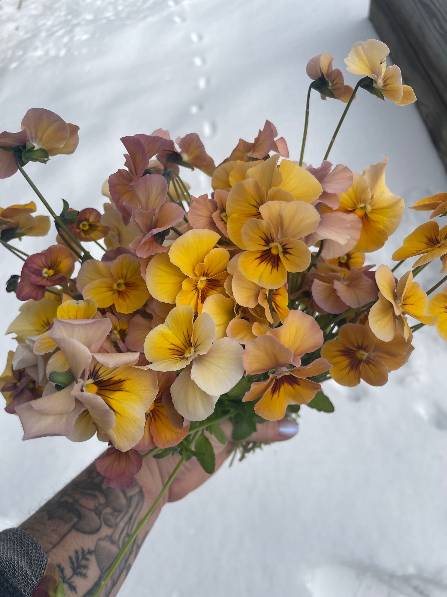 VIOLA x wittrockiana Nature Antique Shades