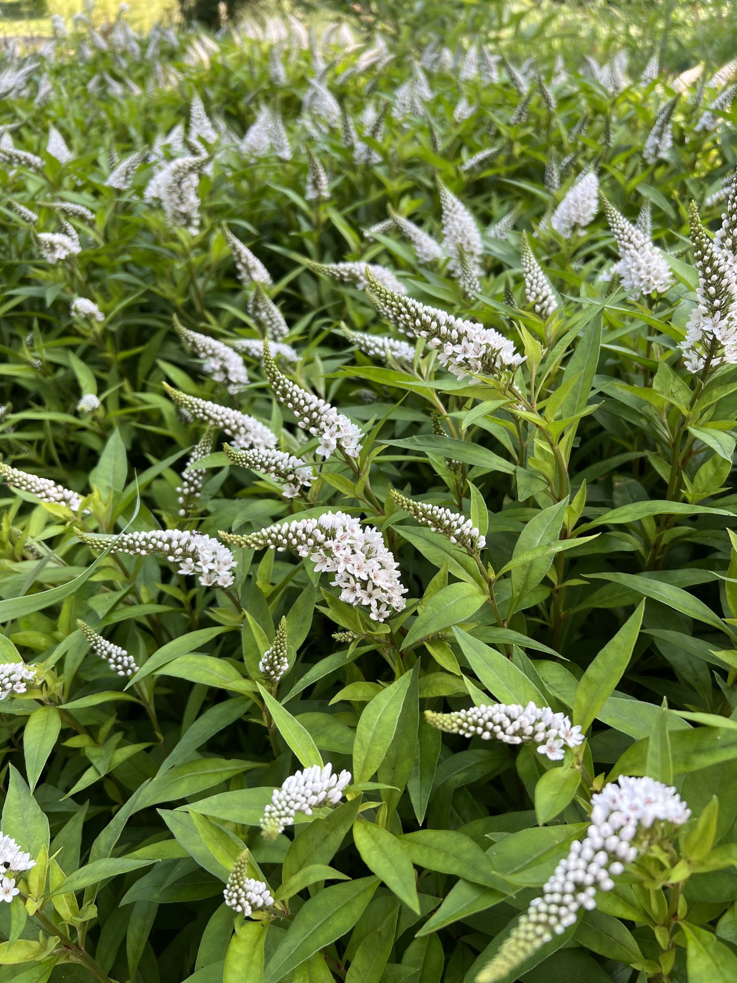 LYSIMACHIA clethroides